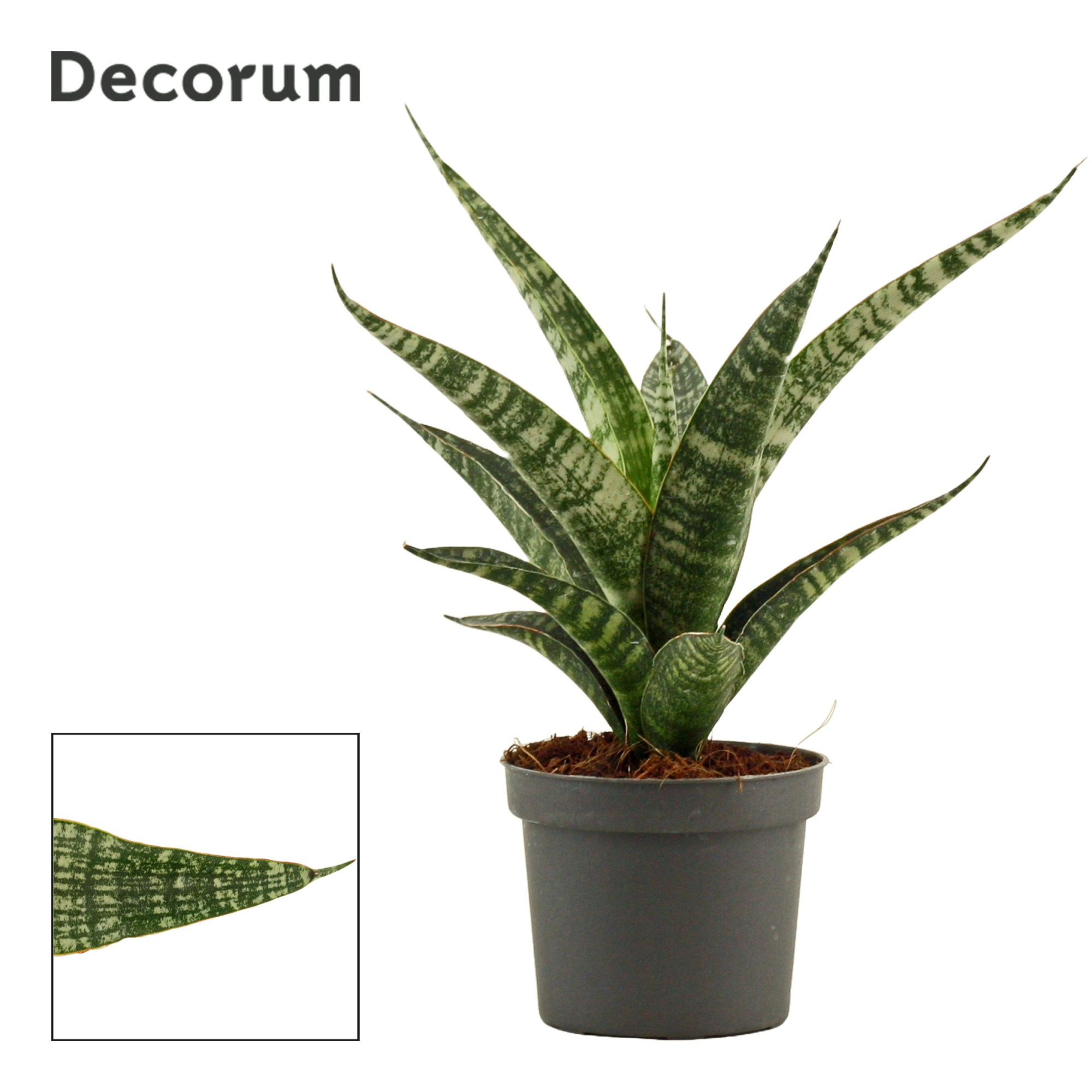 Sansevieria Tiger Crown 9 cm (Decorum), D 9