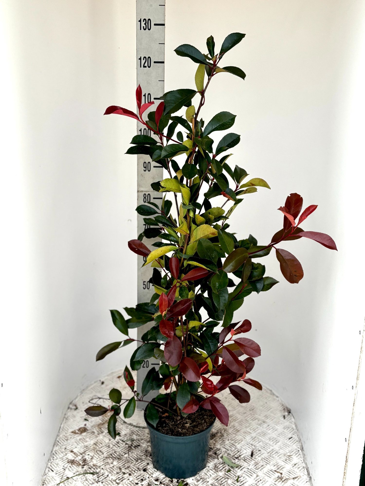 Photinia fra. 'Red Robin', D 23 cm
