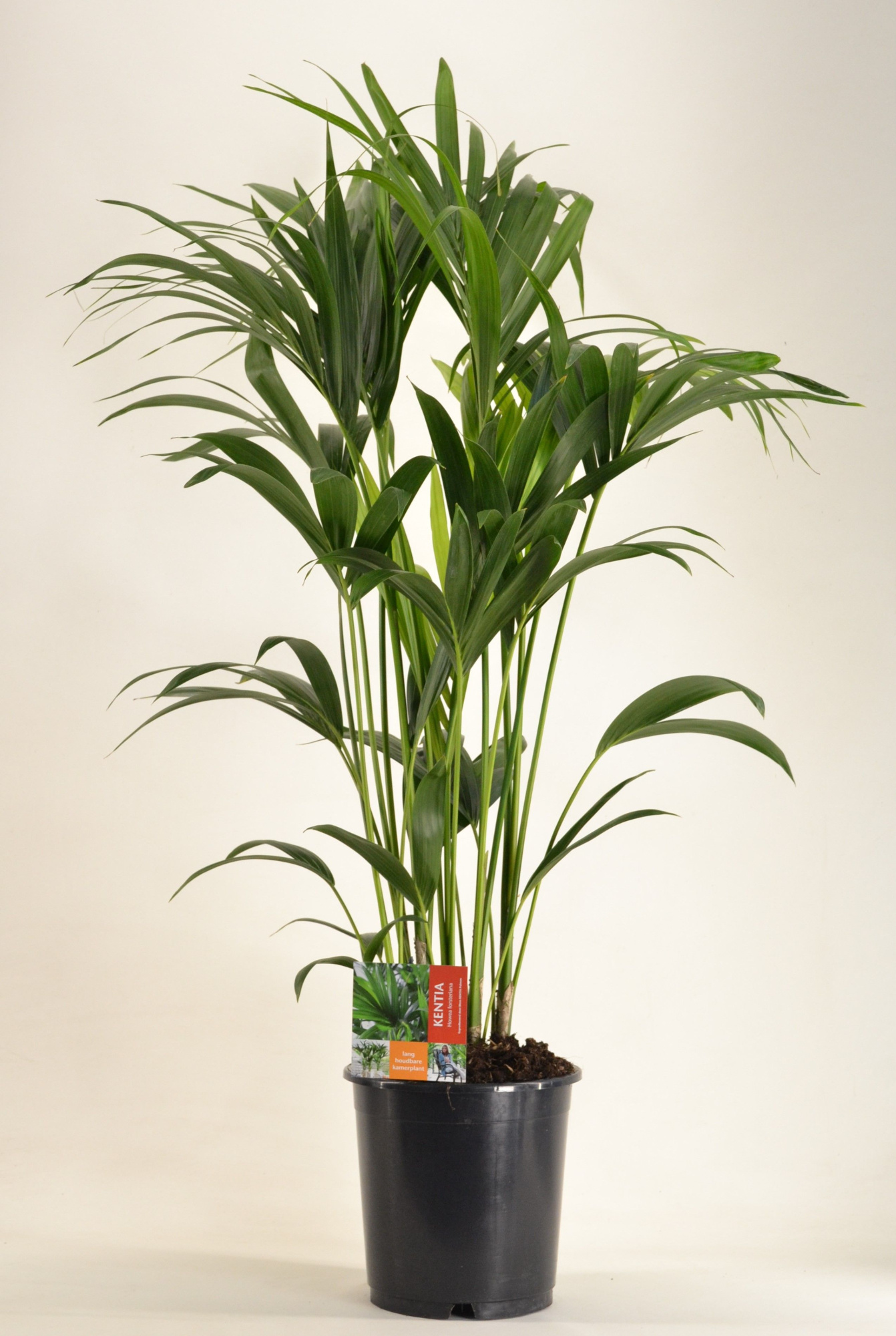 KENTIA - P24 H120 - 6PP (Howea forsteriana), D 24