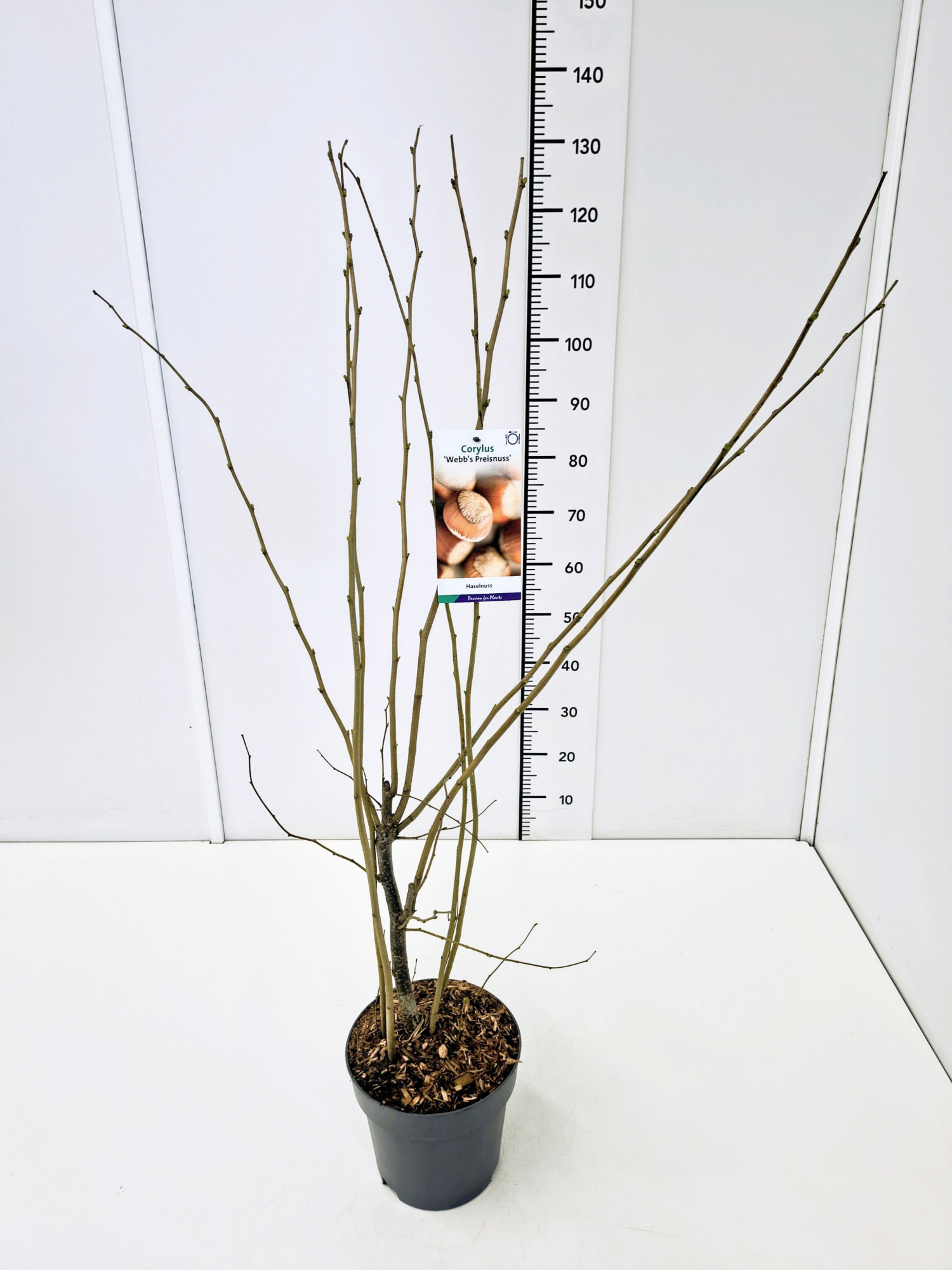 Corylus maxima 'Webb's Preisnuss' 80-100C5, D 23