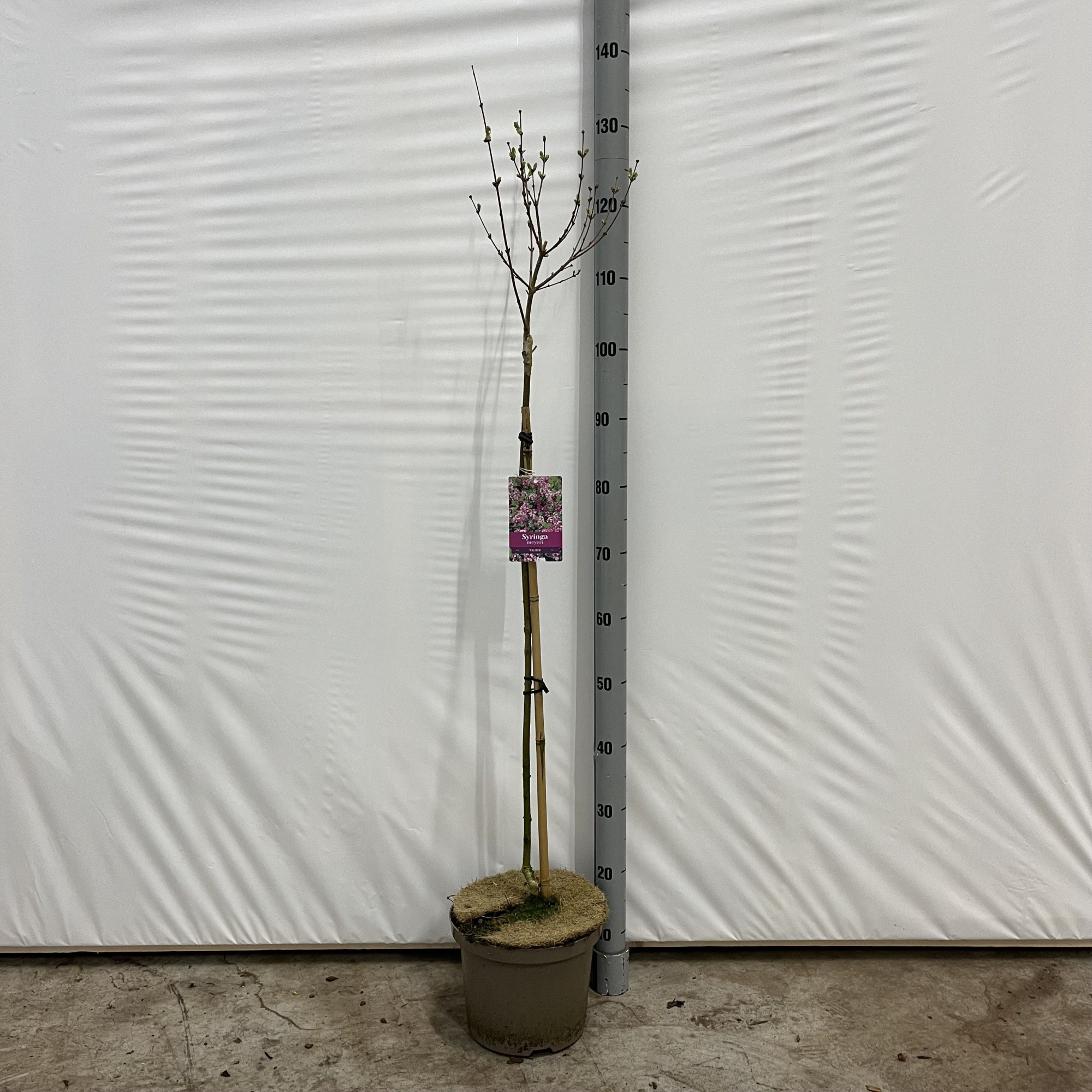 Syringa mey. 'Palibin' -- stam 60 cm, D 23