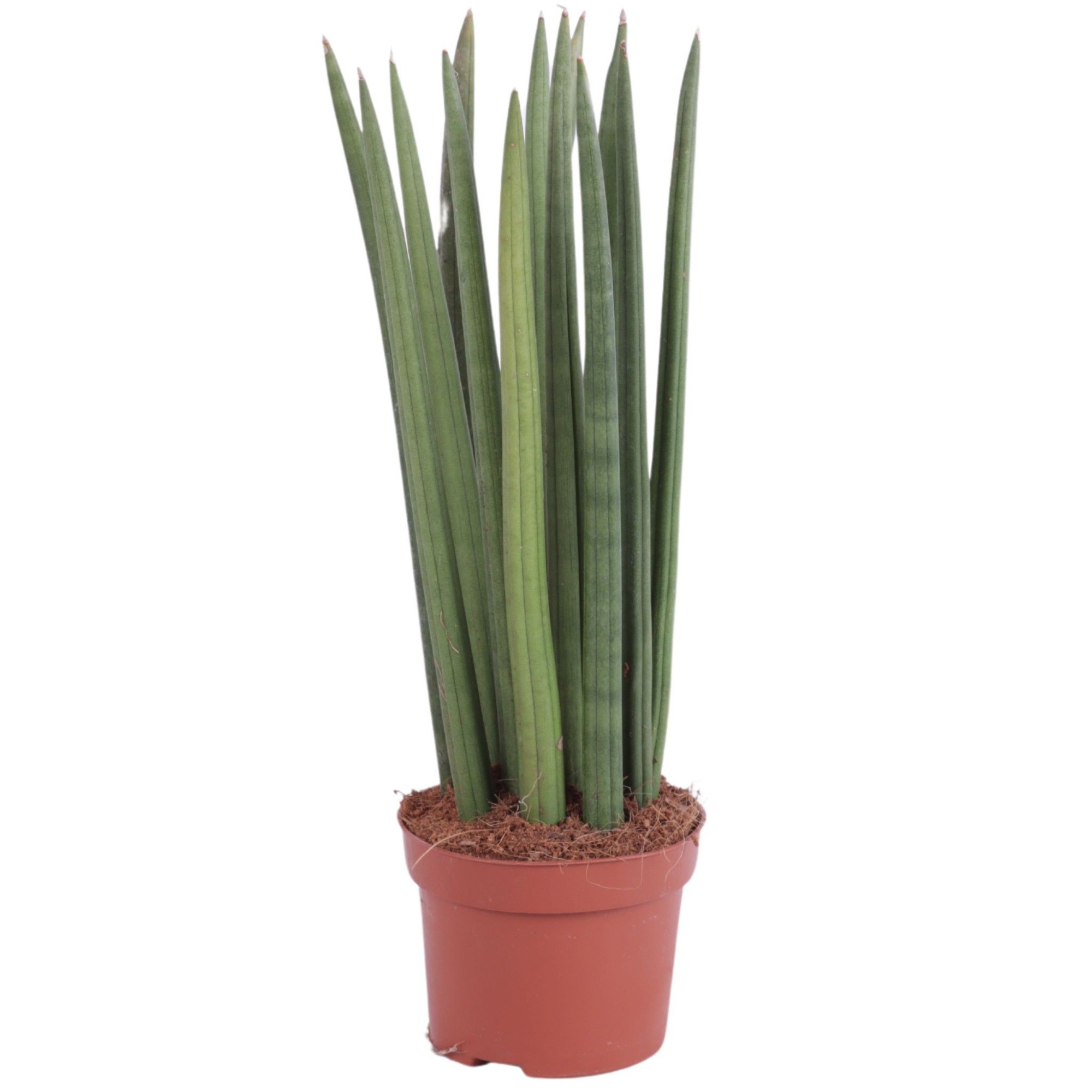 Sansevieria Cylindrica Straight 14 Leaf Ø10,5cm, D 10,5 cm