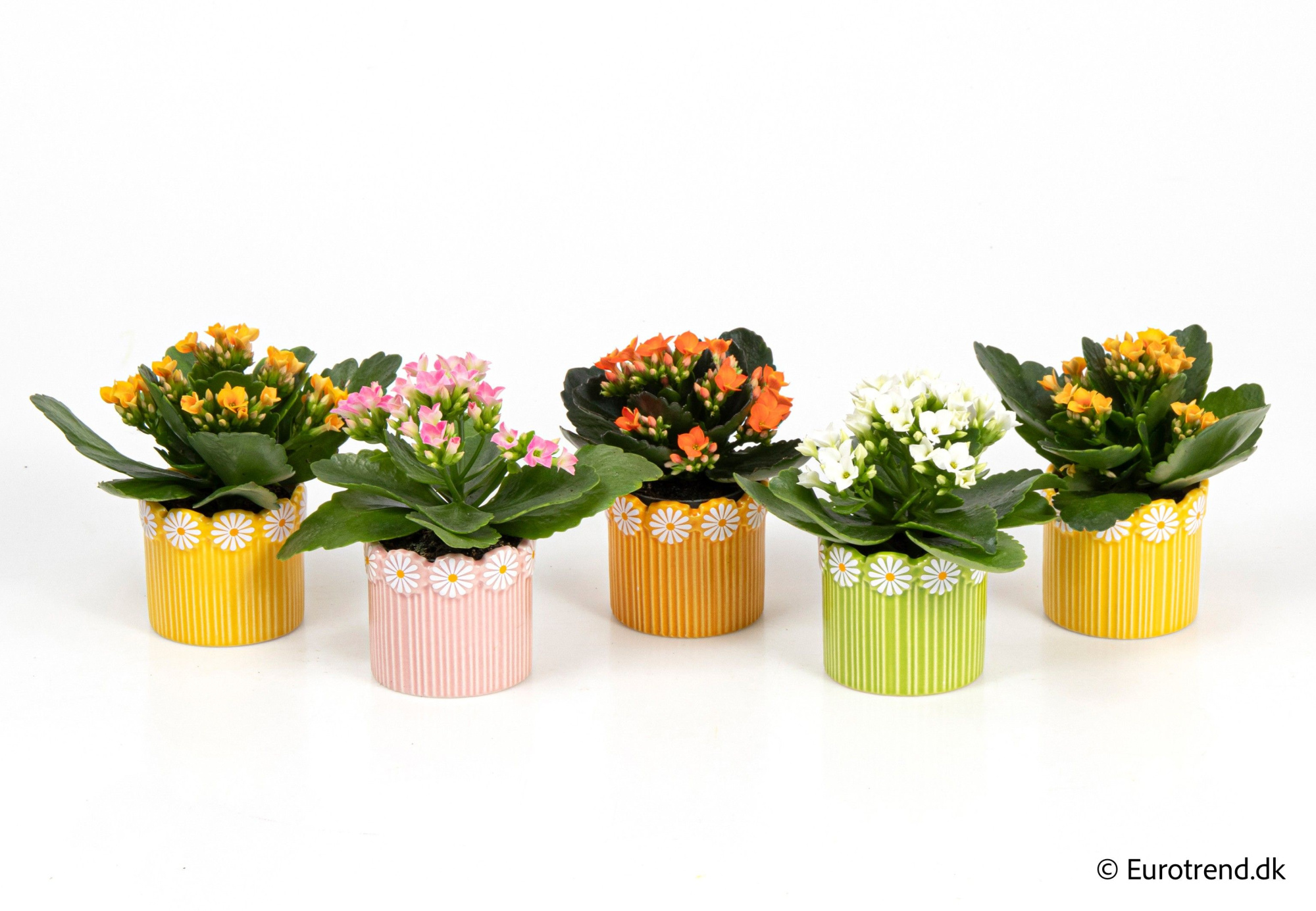 Kalanchoe in ceramic - Spring, Summer & Autumn 2025, D 6 cm
