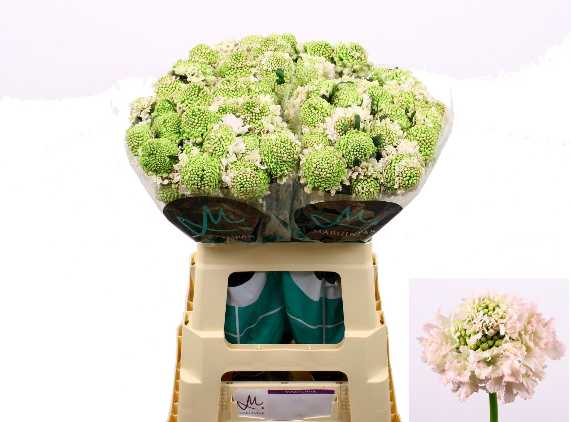 Скабиоза Френч Ванилла 60, шт.