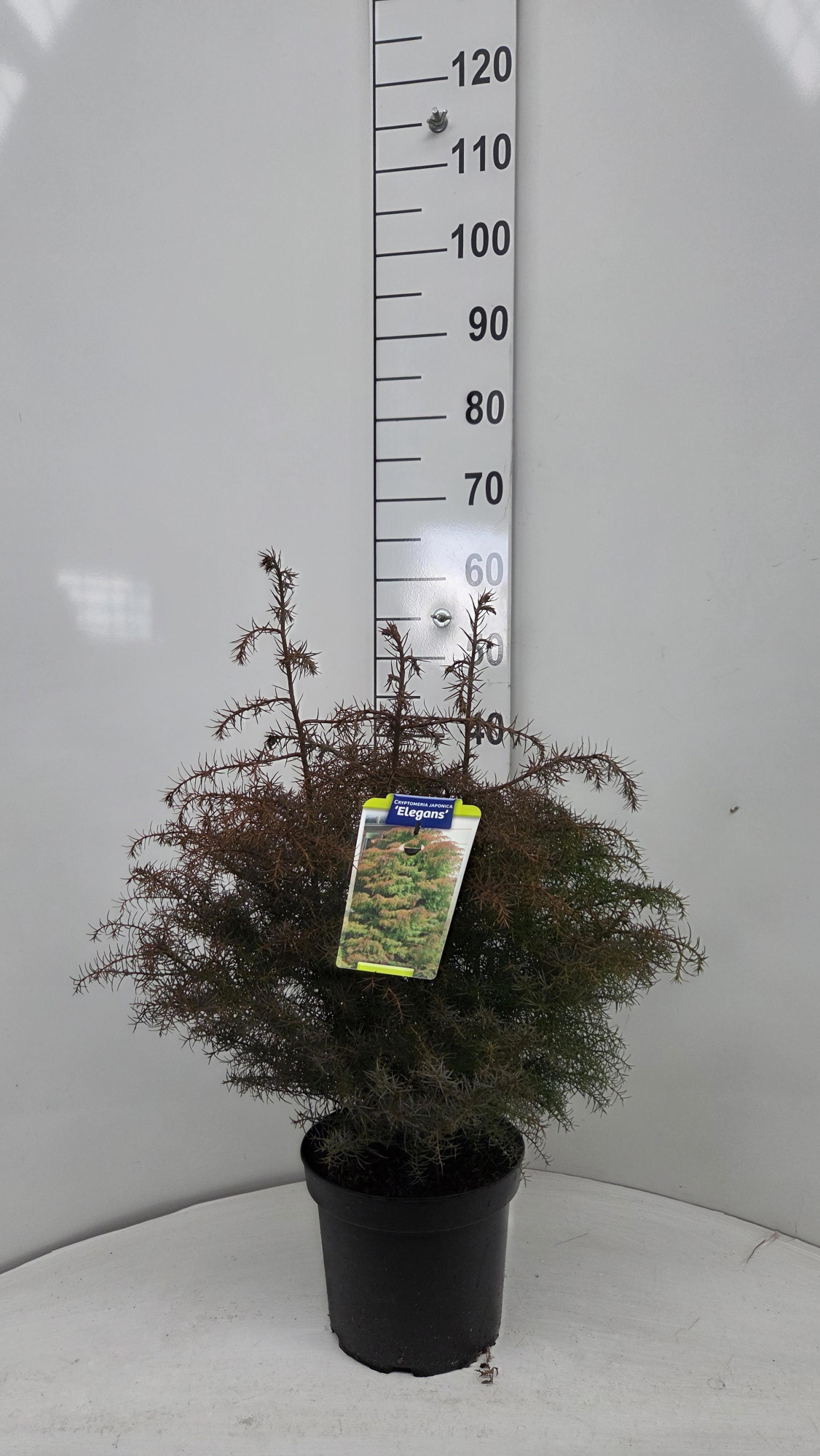 Cryptomeria j. 'Elegans', D 23