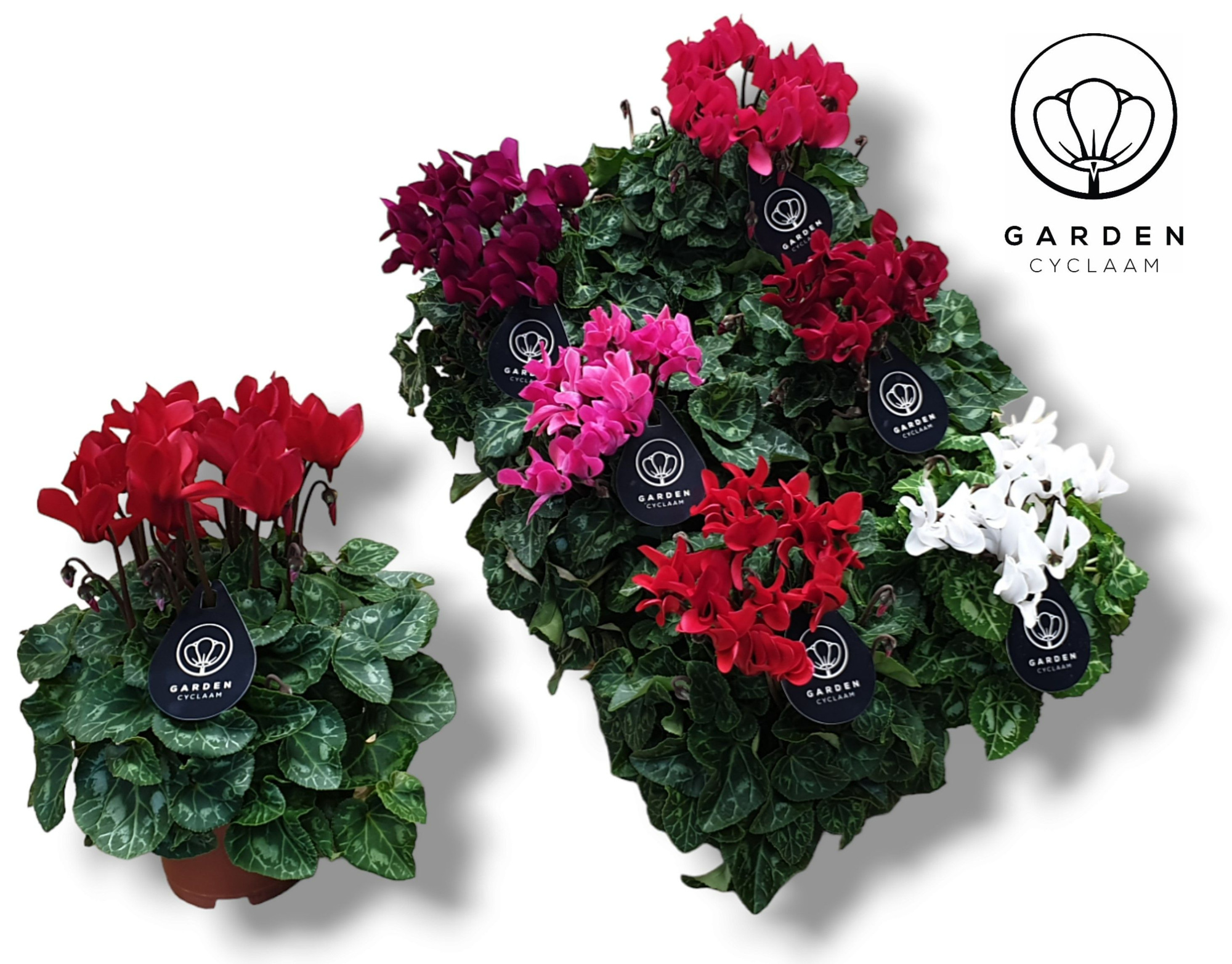 Cyclamen GARDEN MIX, D 10,5 cm