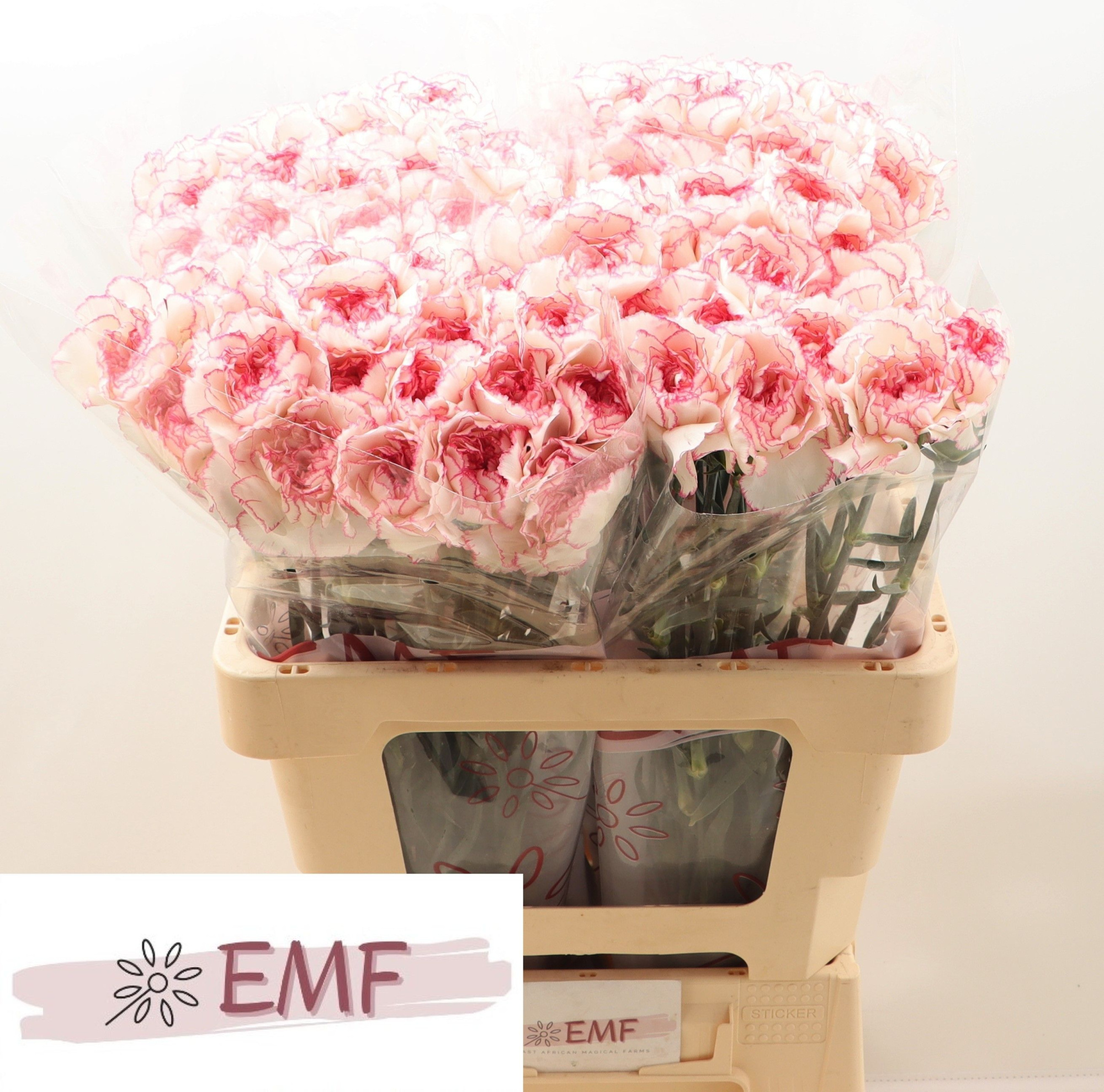 Диантус од. Пастель Дамаскус, шт.