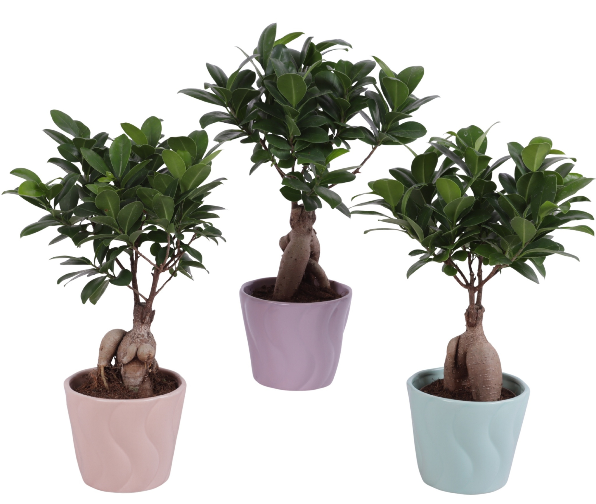 Ficus m. Ginseng Ball Shape Ø09cm in Ø11cm Ceramic SE6612, D 11