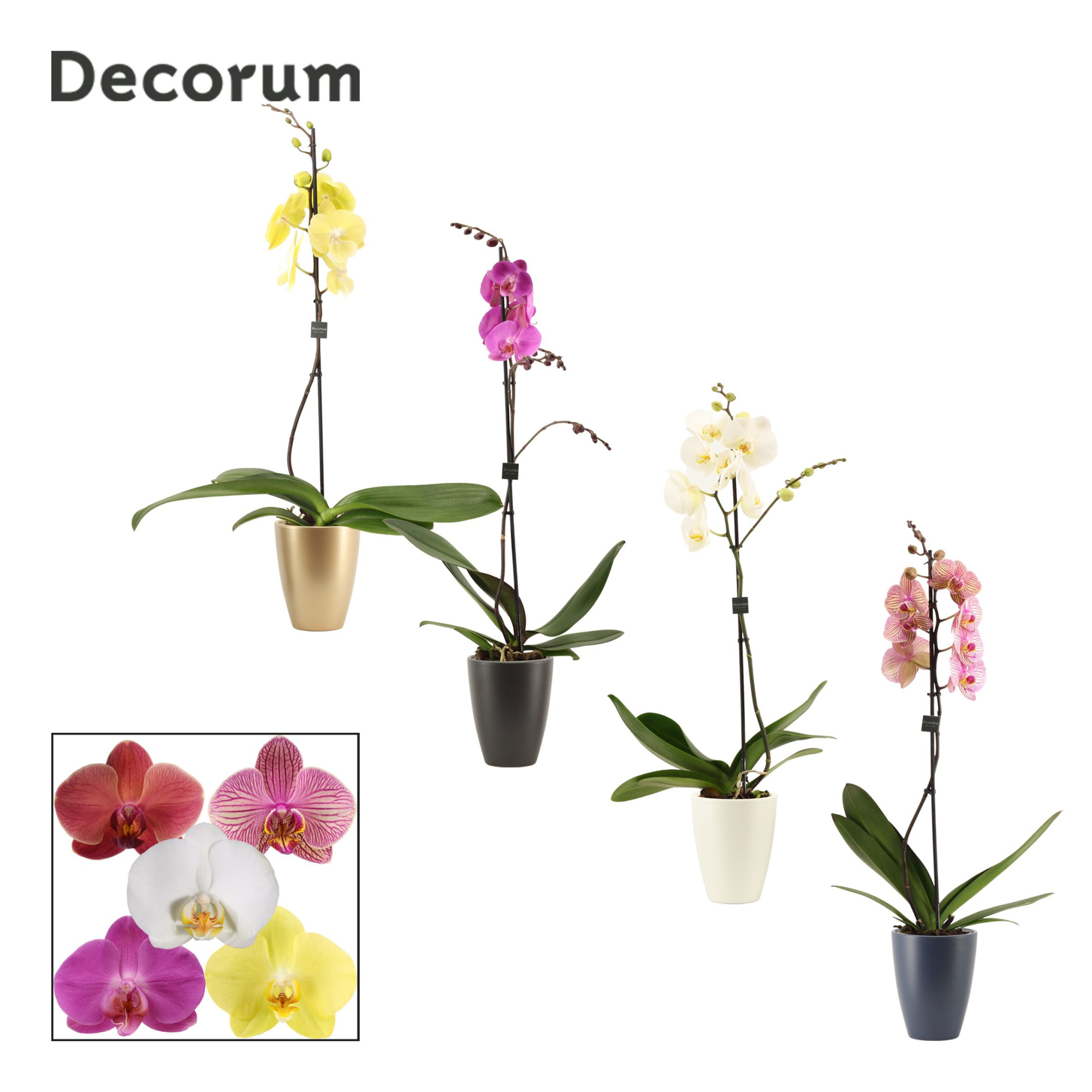 Phalaenopsis 1 tak 9+ mix in Carly (Neo Architect-collection), D 12 cm