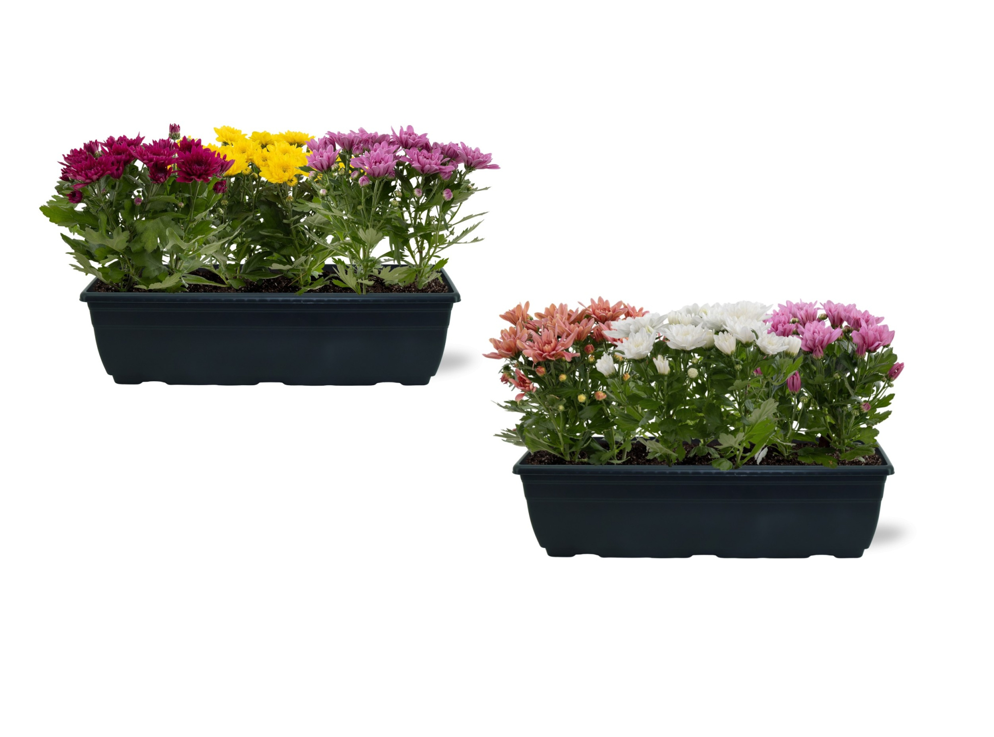 Chrystanthemum Carnaval in dubak 40cm, D 40 cm