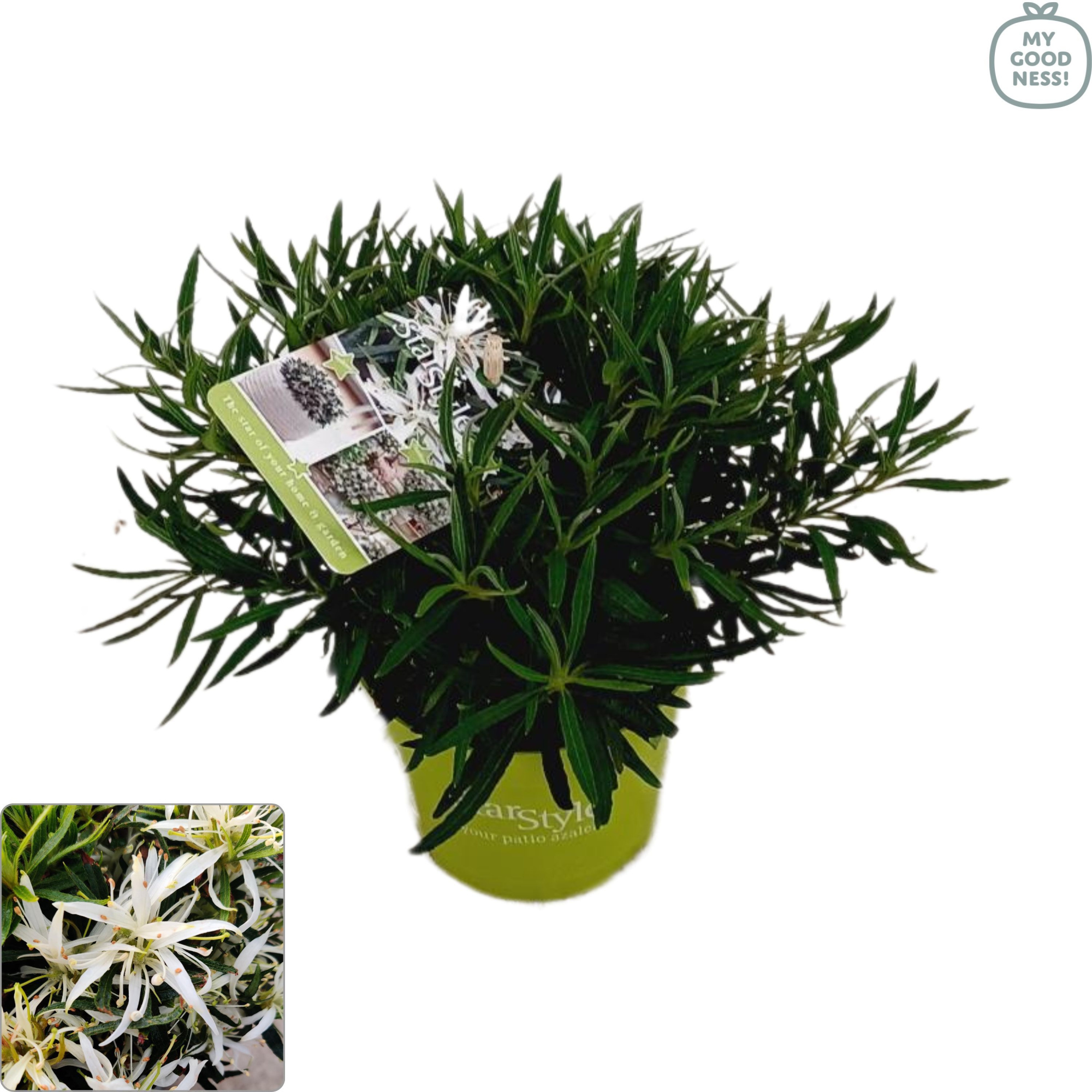 Azalea 25/P10,5 'Star Style® White', D 10,5