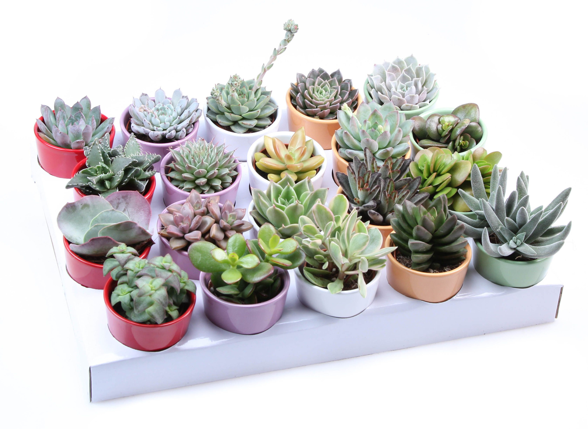 Succulent kleurpot, D 7 cm