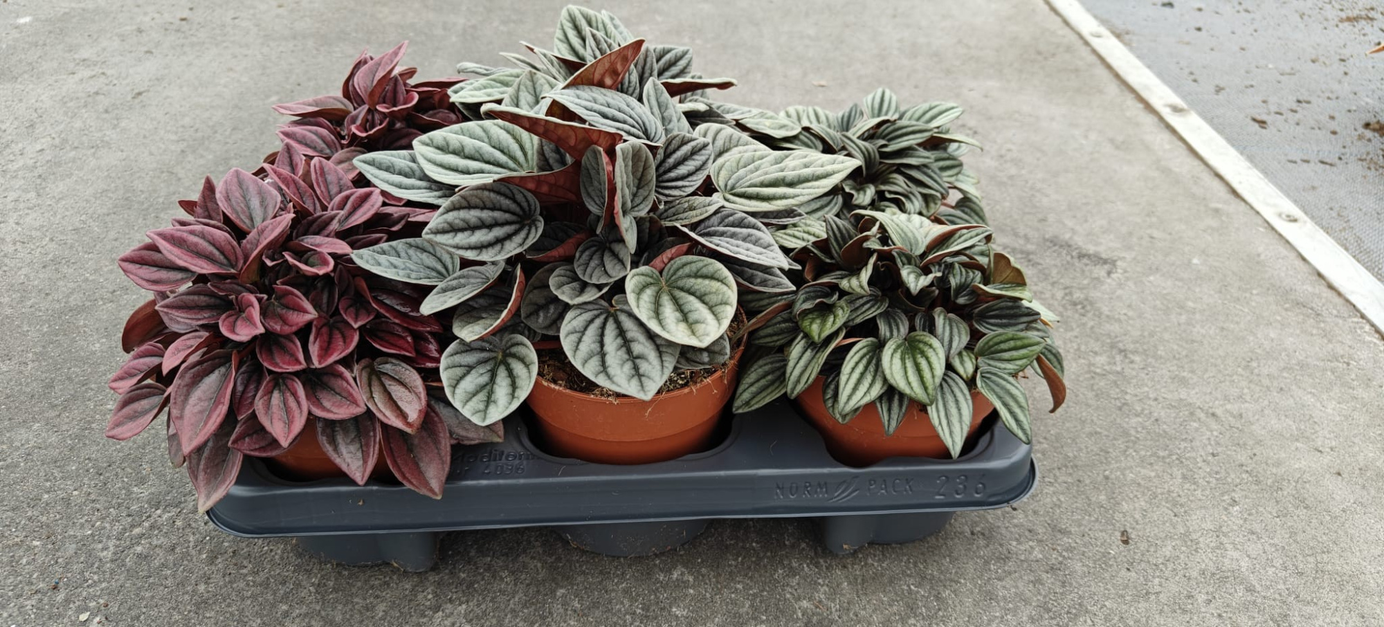 Peperomia Caperata Mix 12cm, D 12 cm