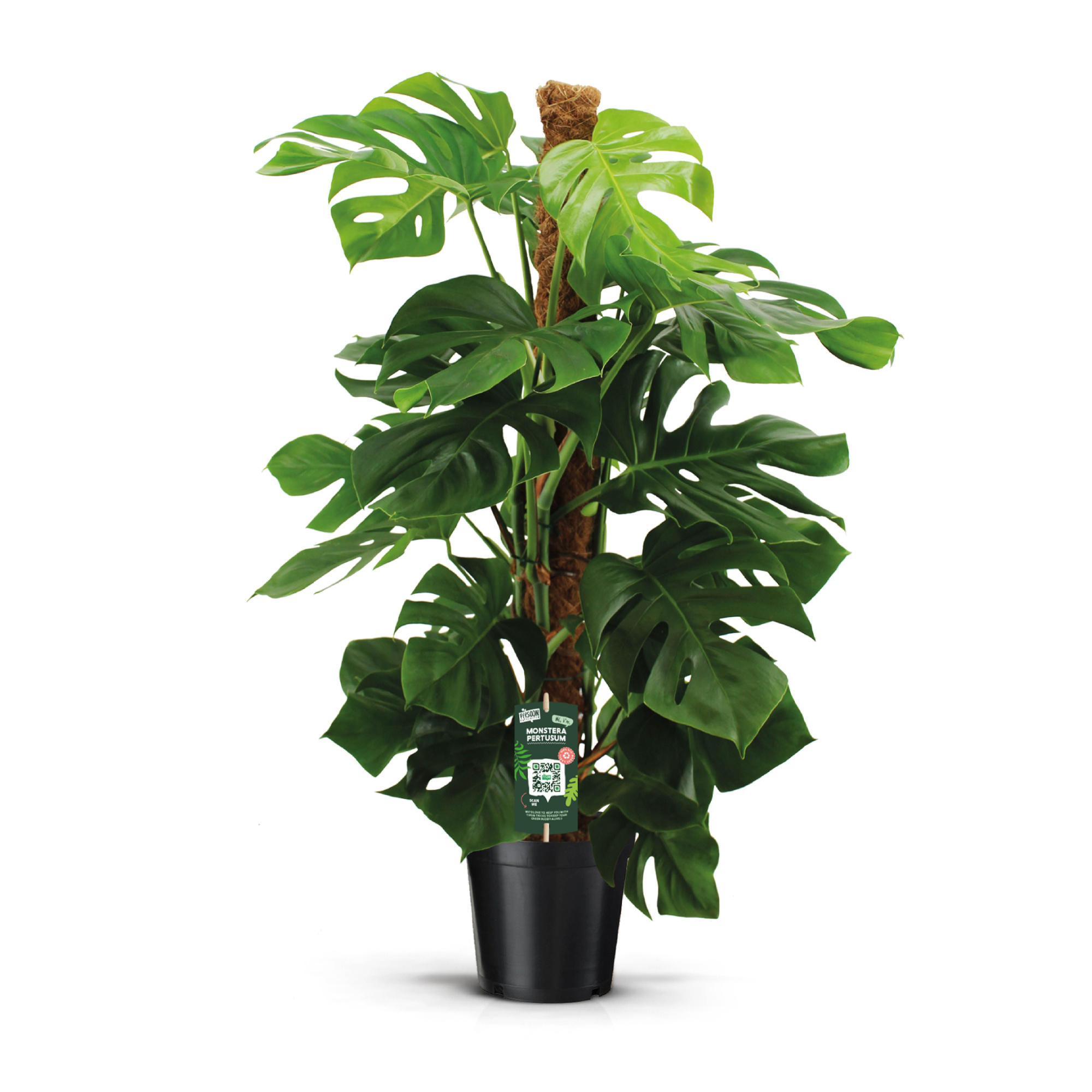 Monstera Pertusum 120mos, D 24 cm