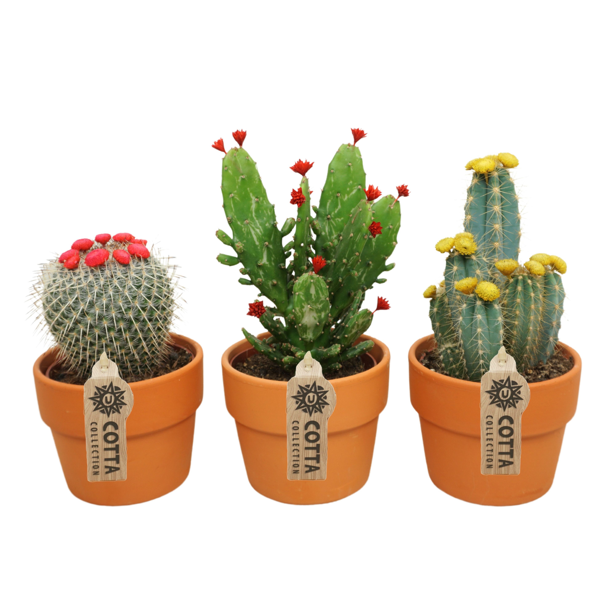 Cactus mix stro & plakbloem in 12 cm 'Terracotta Kraagpot', D 10,5