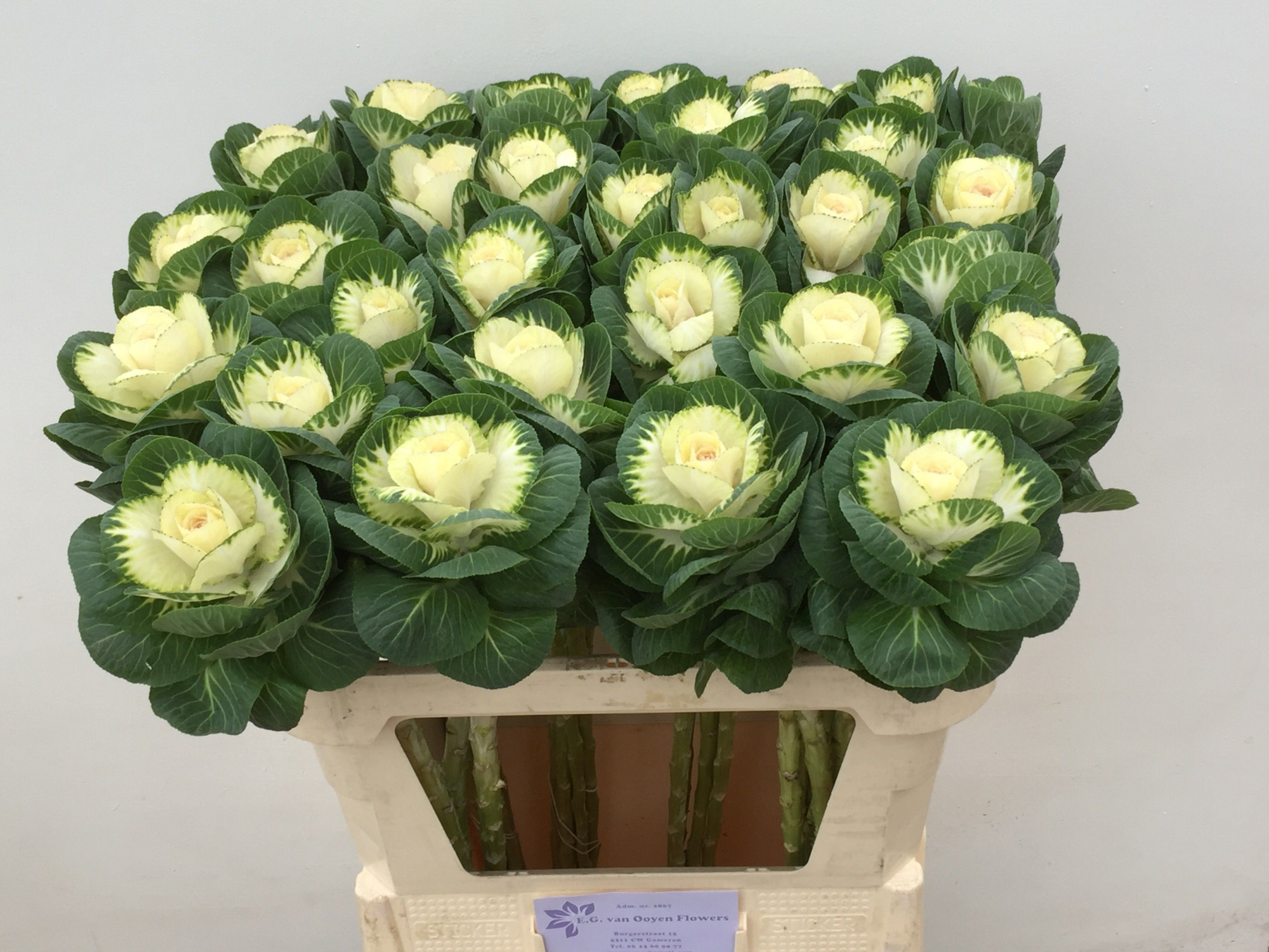 Брассика Вайт Крэйн 75, шт.