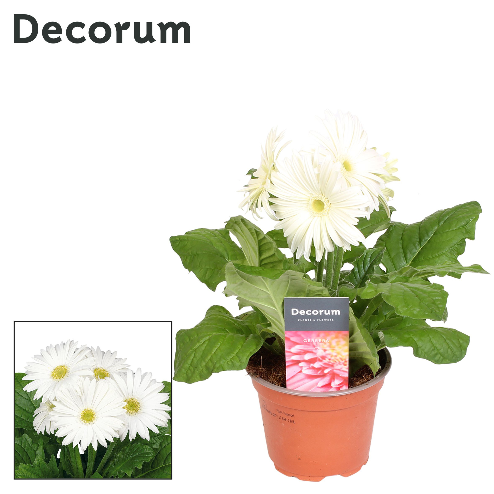 Gerbera 2+ bl. 12cm wit in hoes Decorum, D 12 cm