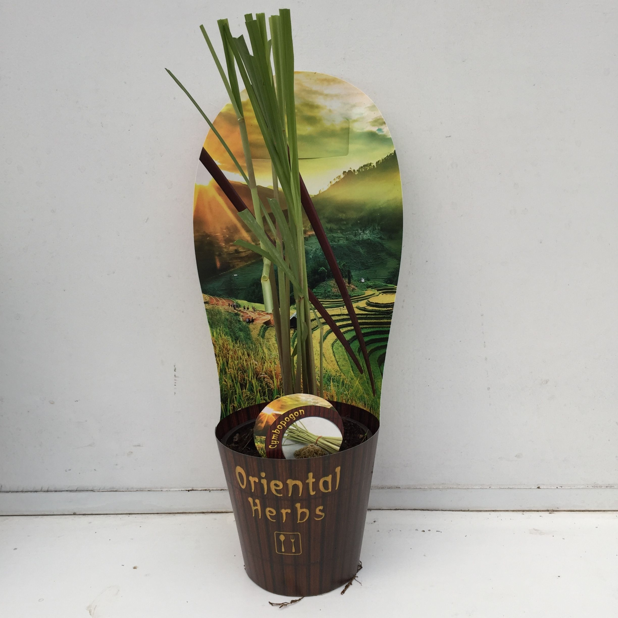 Cimbopogon citratus, D 12 cm