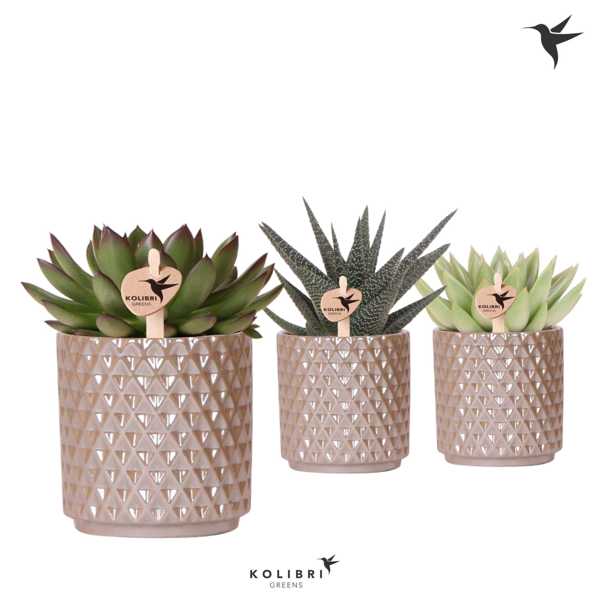 Kolibri Greens Succulenten mix in Diamond Pearl pot sand, D 9 cm