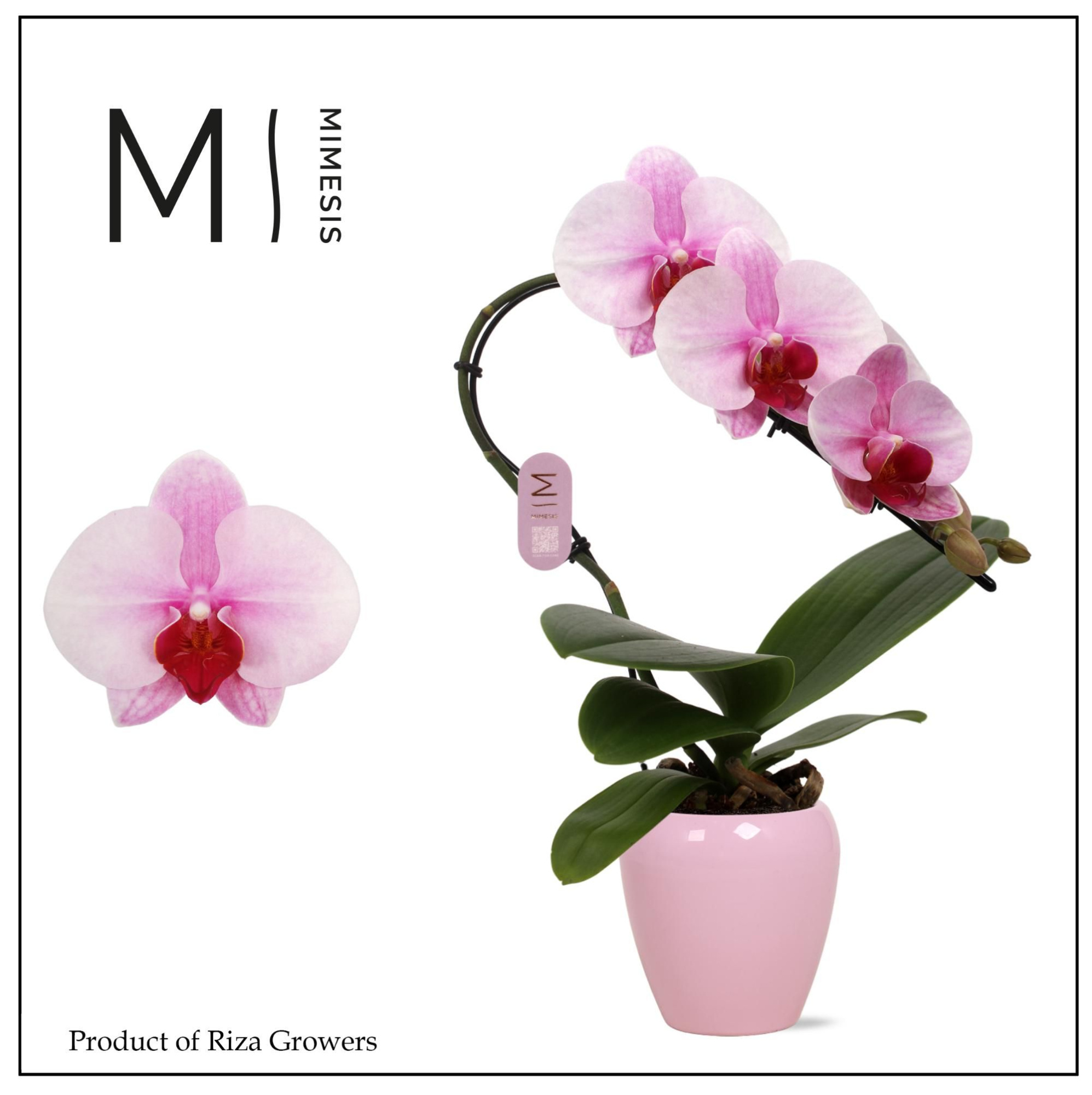 Phalaenopsis Swan Blush 1 spike – 7cm in Martine Pink Ceramic | Mimesis, D 7 cm