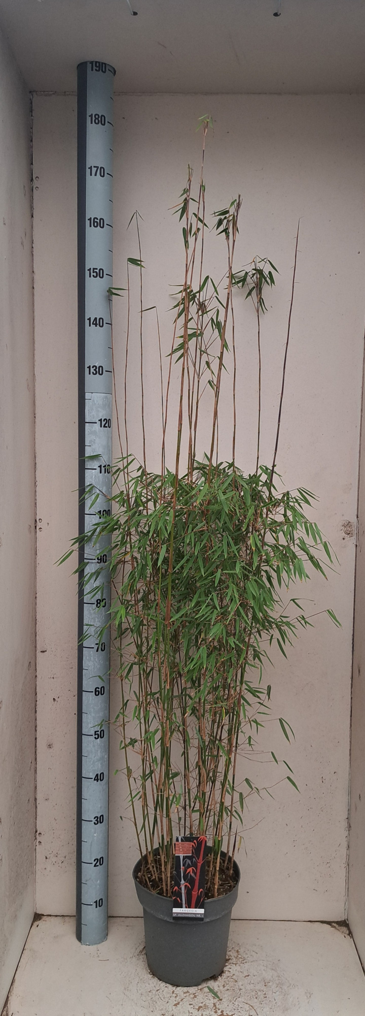 Fargesia Jiuzhaigou 1, D 24