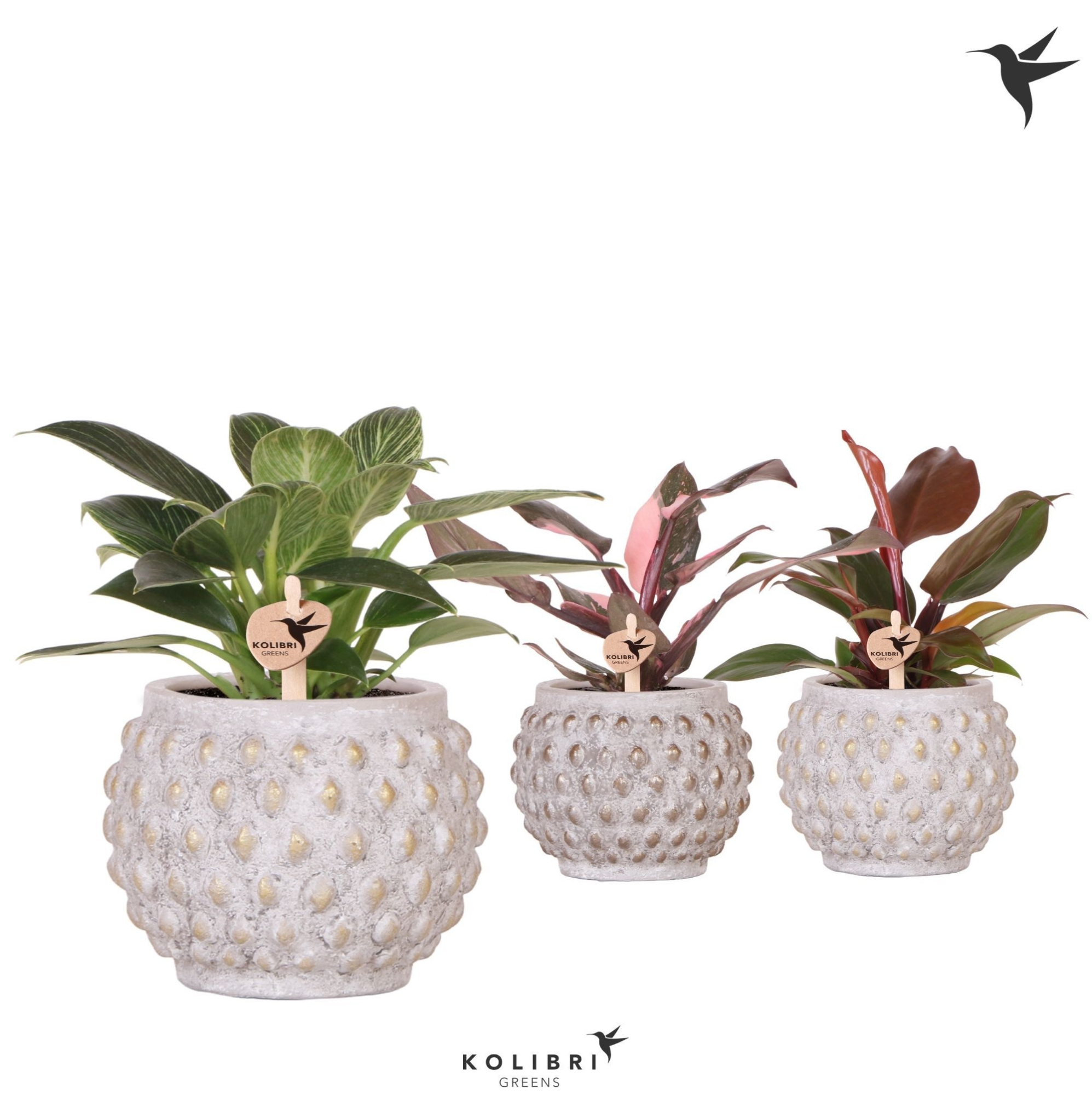 Kolibri Greens Philodendron mix in Marrakesh pot gold copper mix, D 9 cm