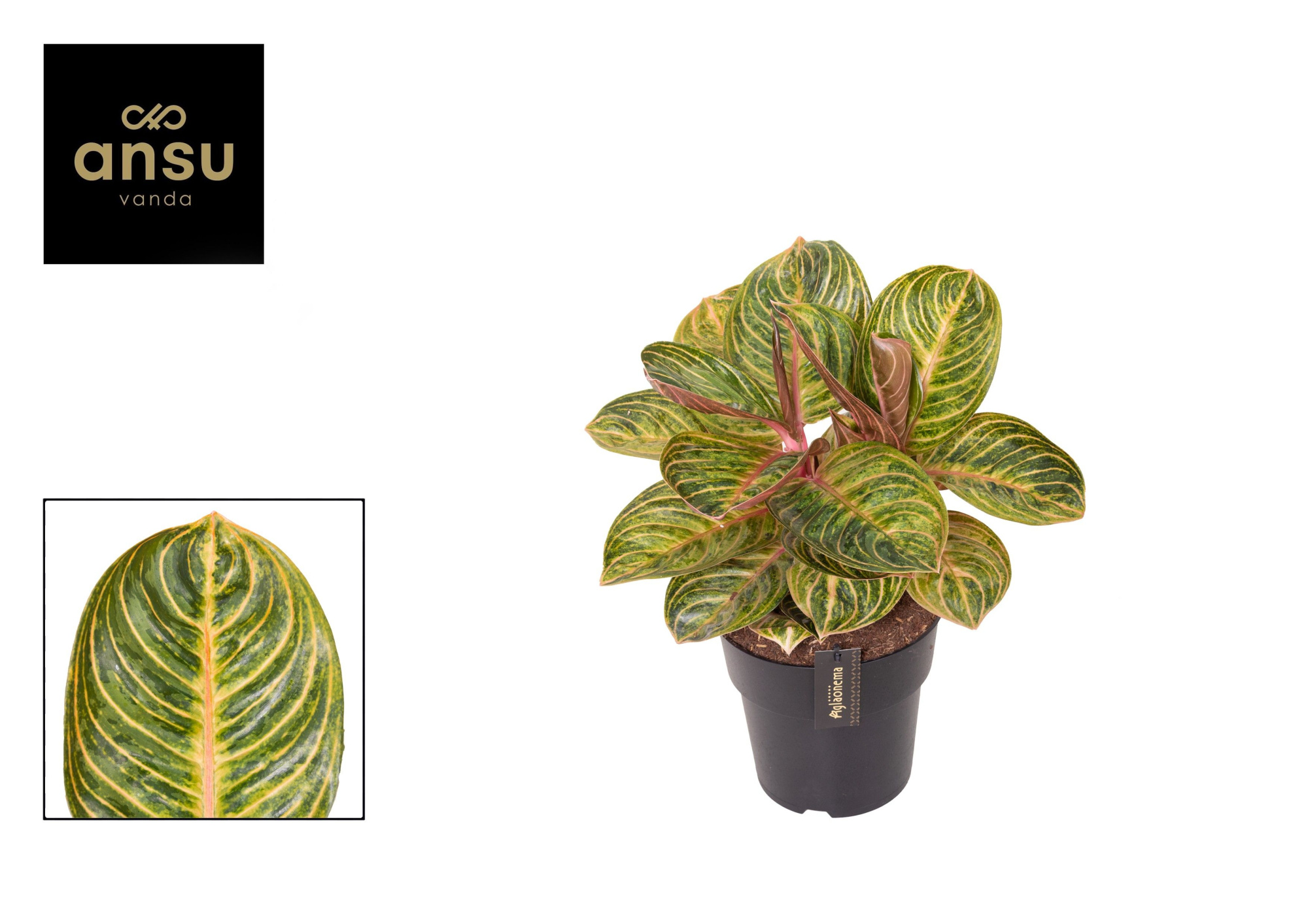 Aglaonema Tourmaline Gold, D 19