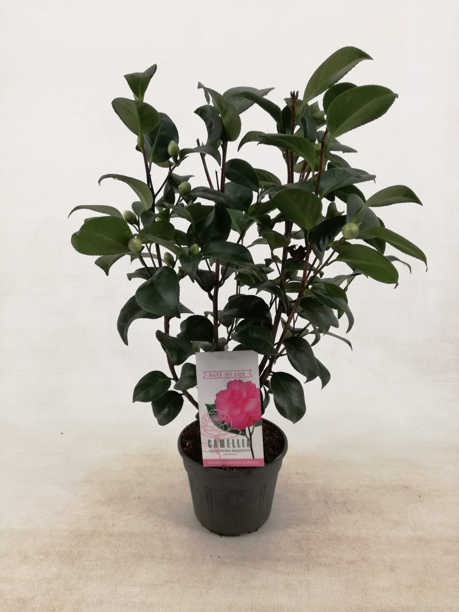 Camellia japonica 'Principessa Baciocchi' 15 cm, D 15