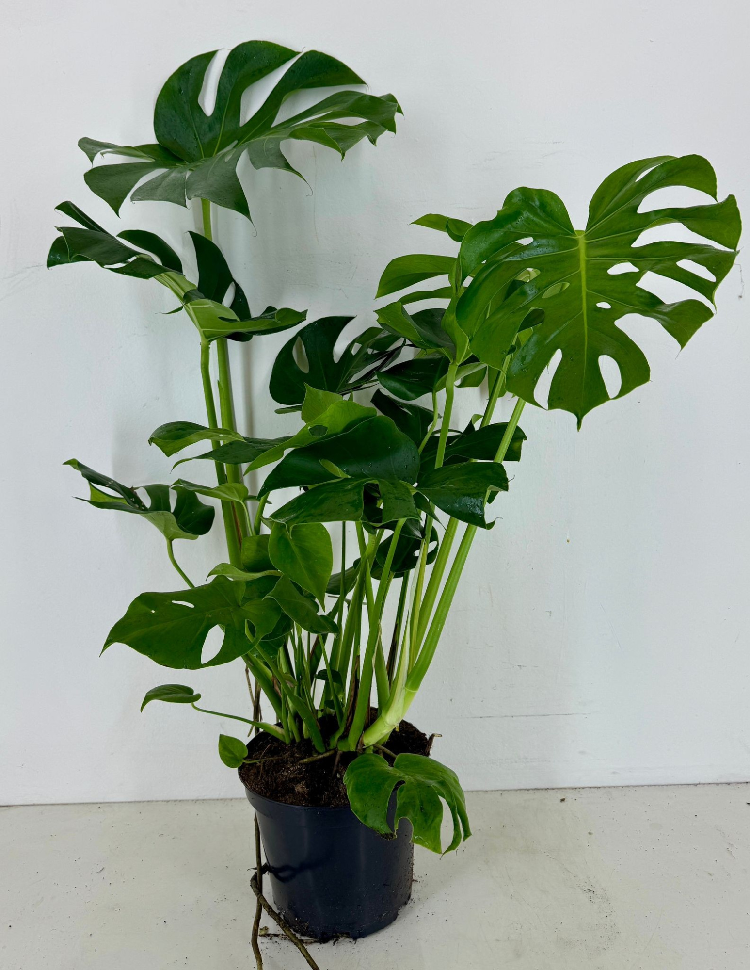 Monstera deliciosa p25, D 25 cm
