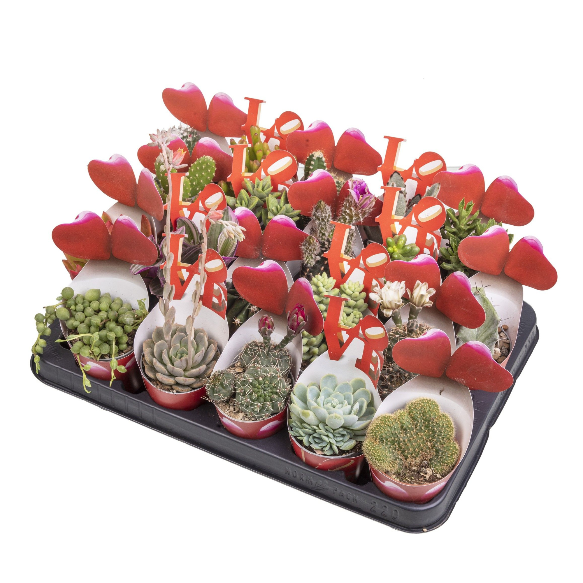 MIX CACTUS AND SUCCULENTS POT Ø 6,5 WITH VALENTINE'S DAY SHAPED POTCOVER - TRAY 20 PCS (CACTUS EN SUCCULENTEN), D 6,5