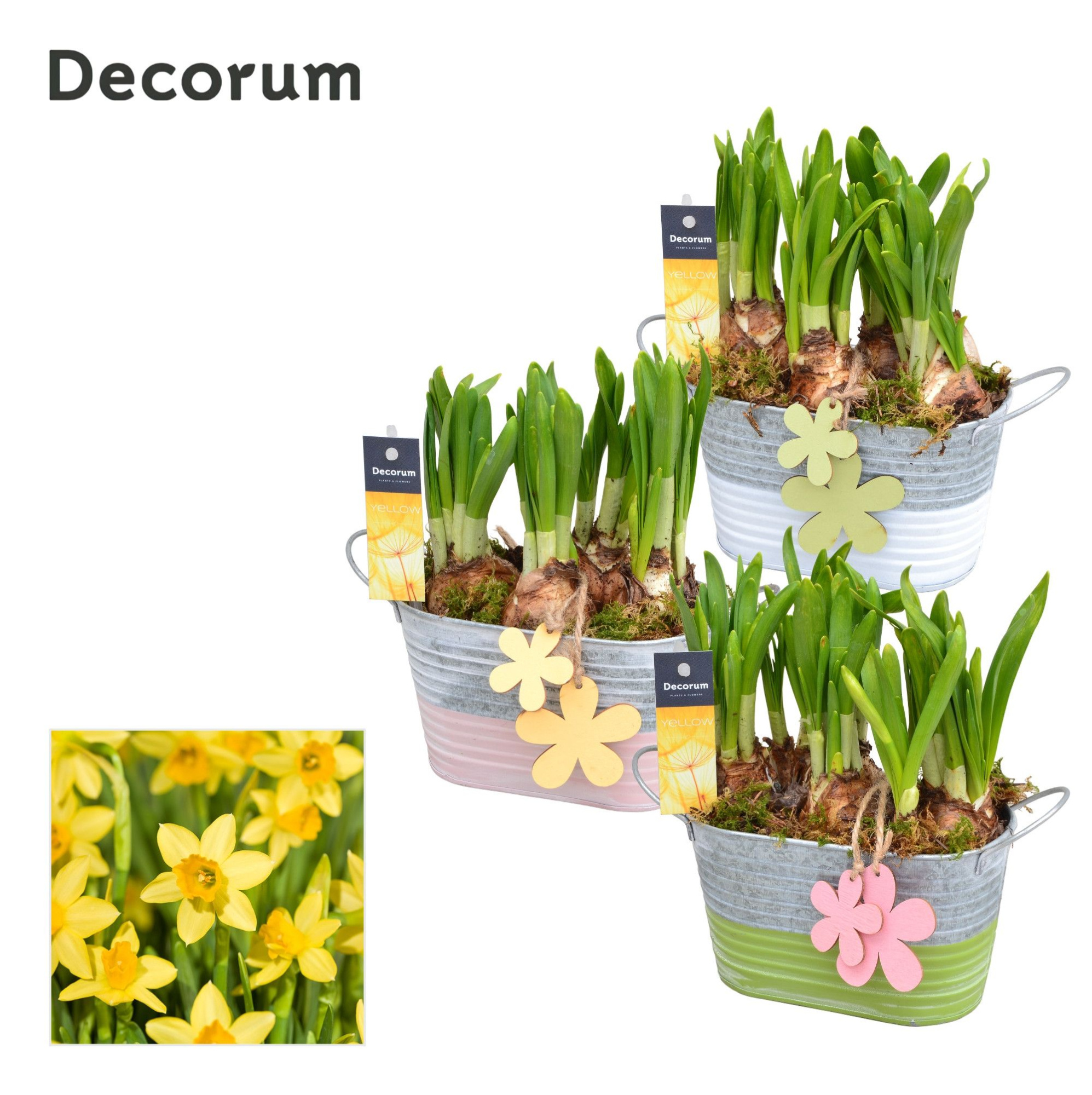 Narcis Duo Zink GM HL11707, D 15