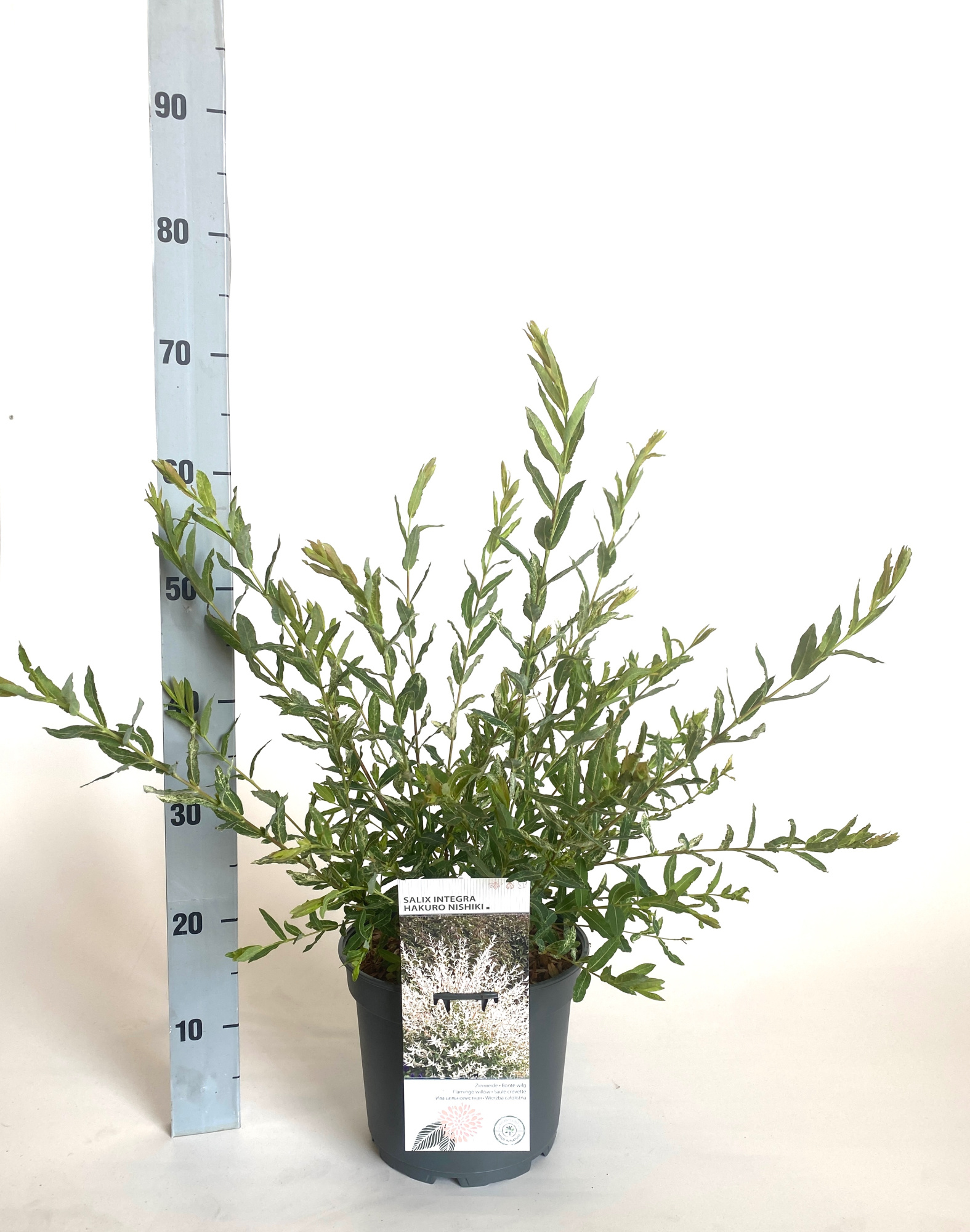 Salix integra 'Hakuro Nishiki', D 23 cm