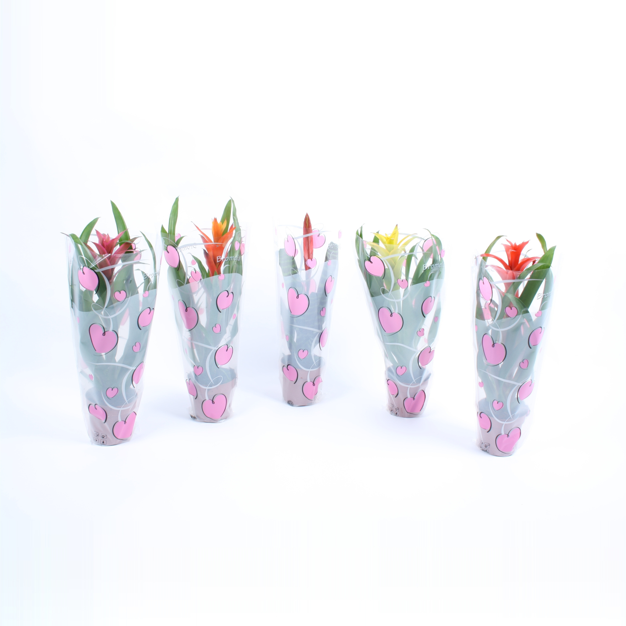 Bromelia mix in roze True love hartenhoes, D 12 cm