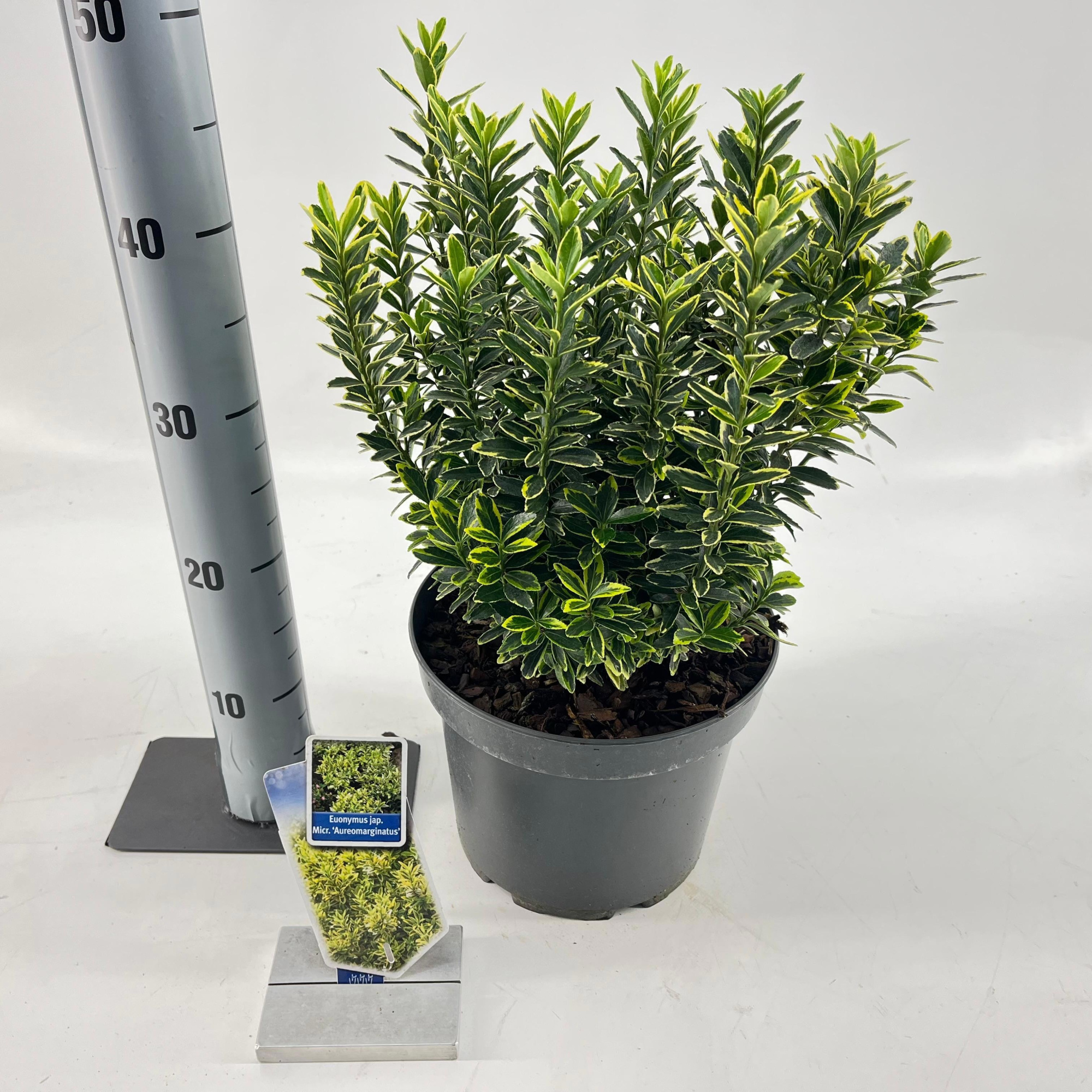 Euonymus jap. 'Micr. Aureomariegatus', D 23