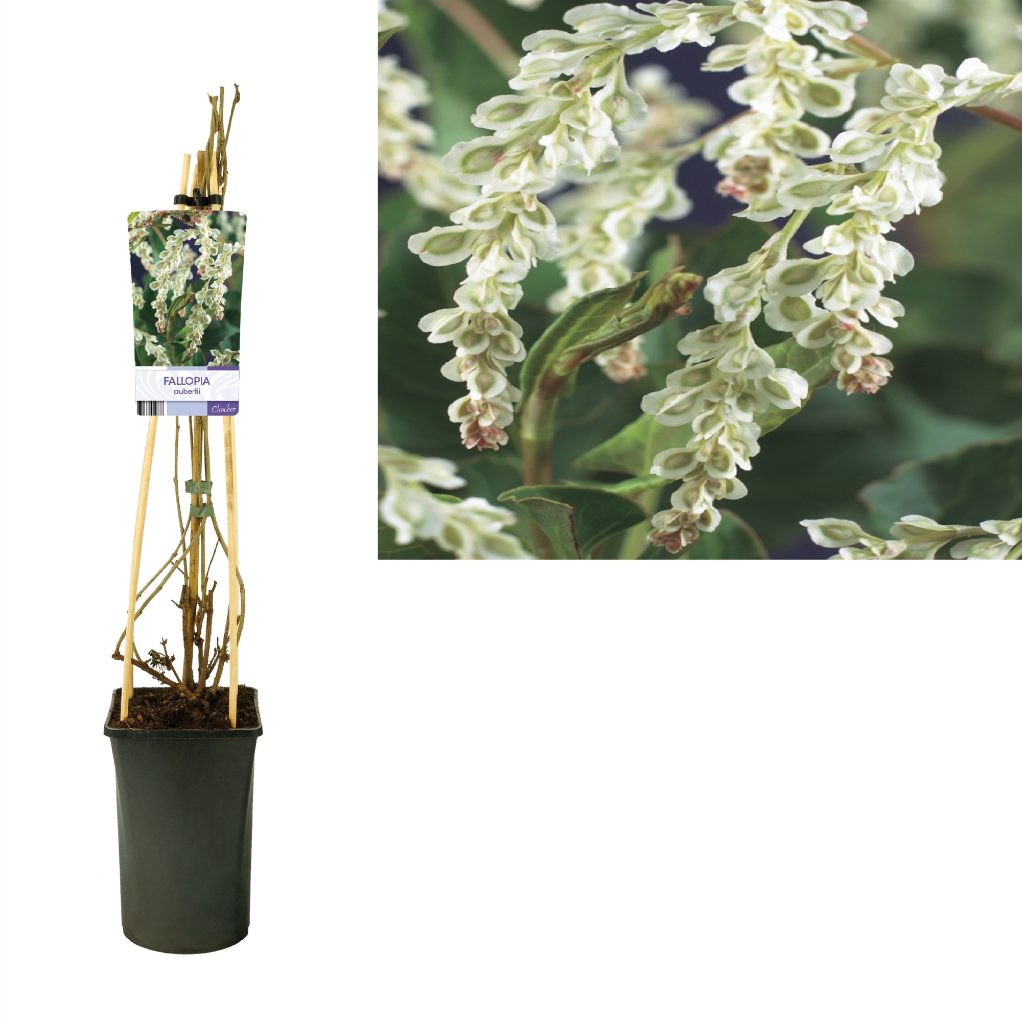 Fallopia aubertii +light label, D 17 cm