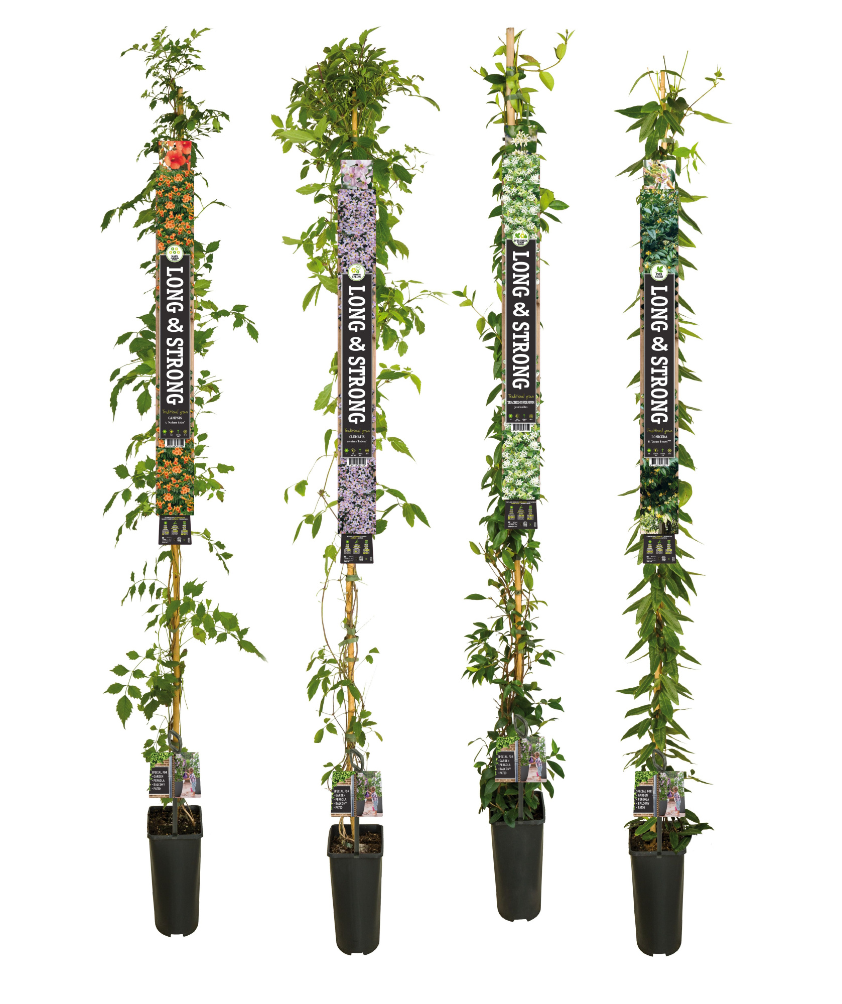 Mix CC Long&Strong Climbers +Long & strong label, D 23 cm