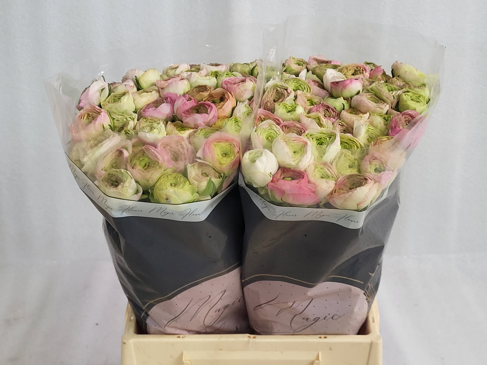 Ранункулус Азур Пинк Страйпс 45, шт.