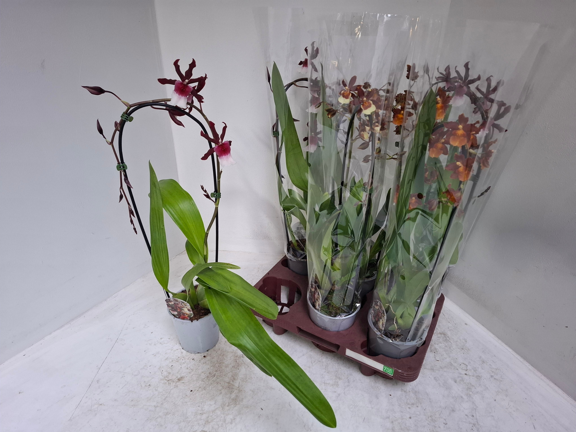 Cambria cascade mix (boog), D 12 cm