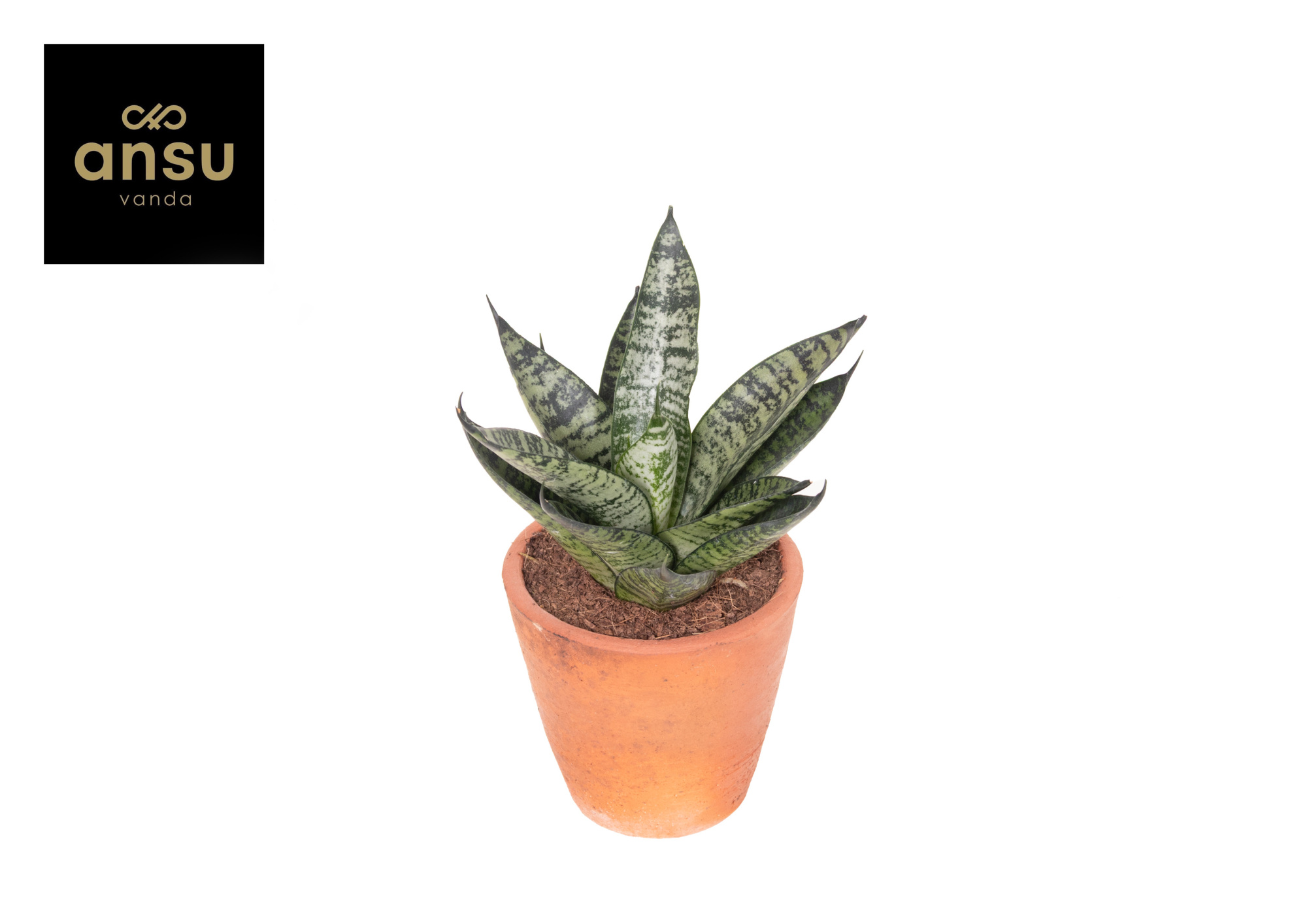 Sansevieria Comet Ming Green Marble Terracotta, D 9 cm