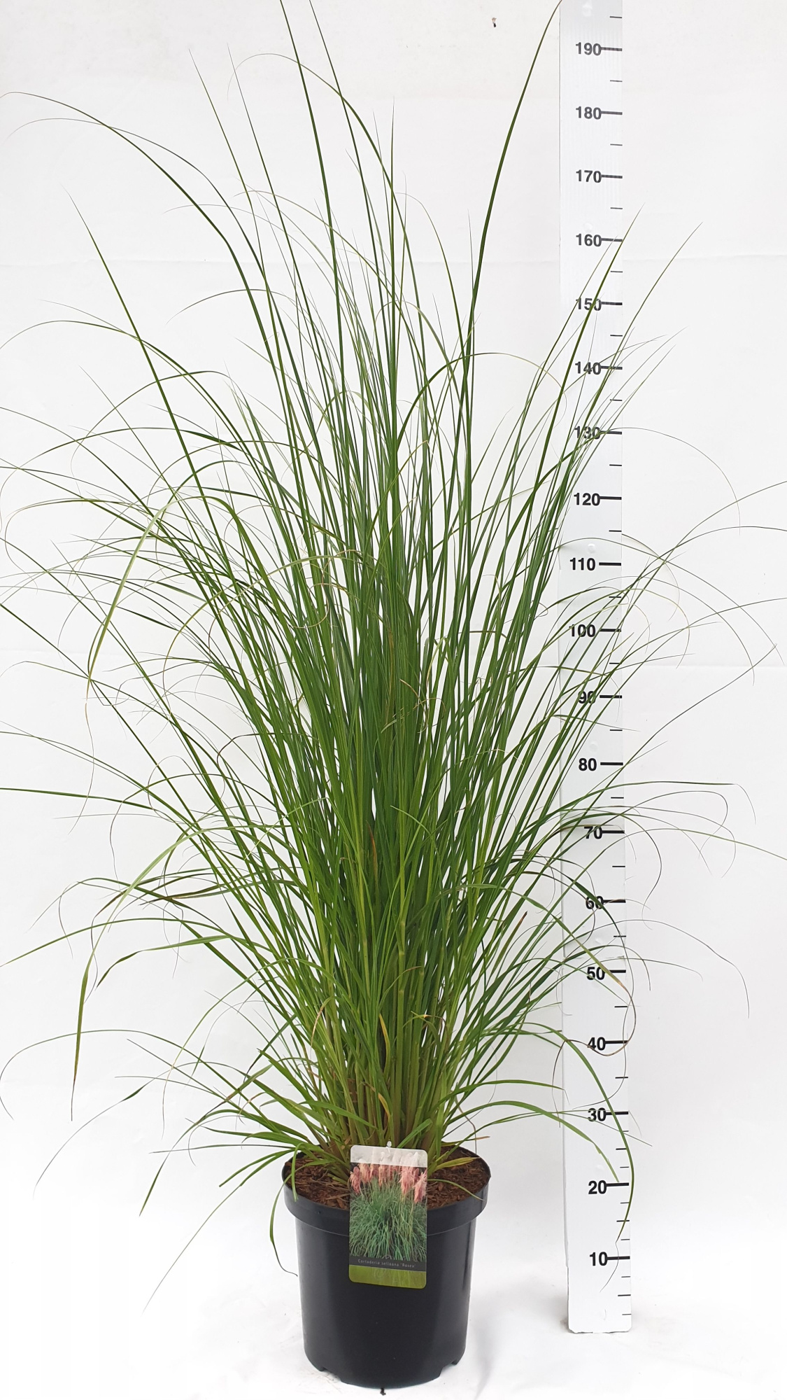 Cortaderia selloana 'Rosea', D 30 cm
