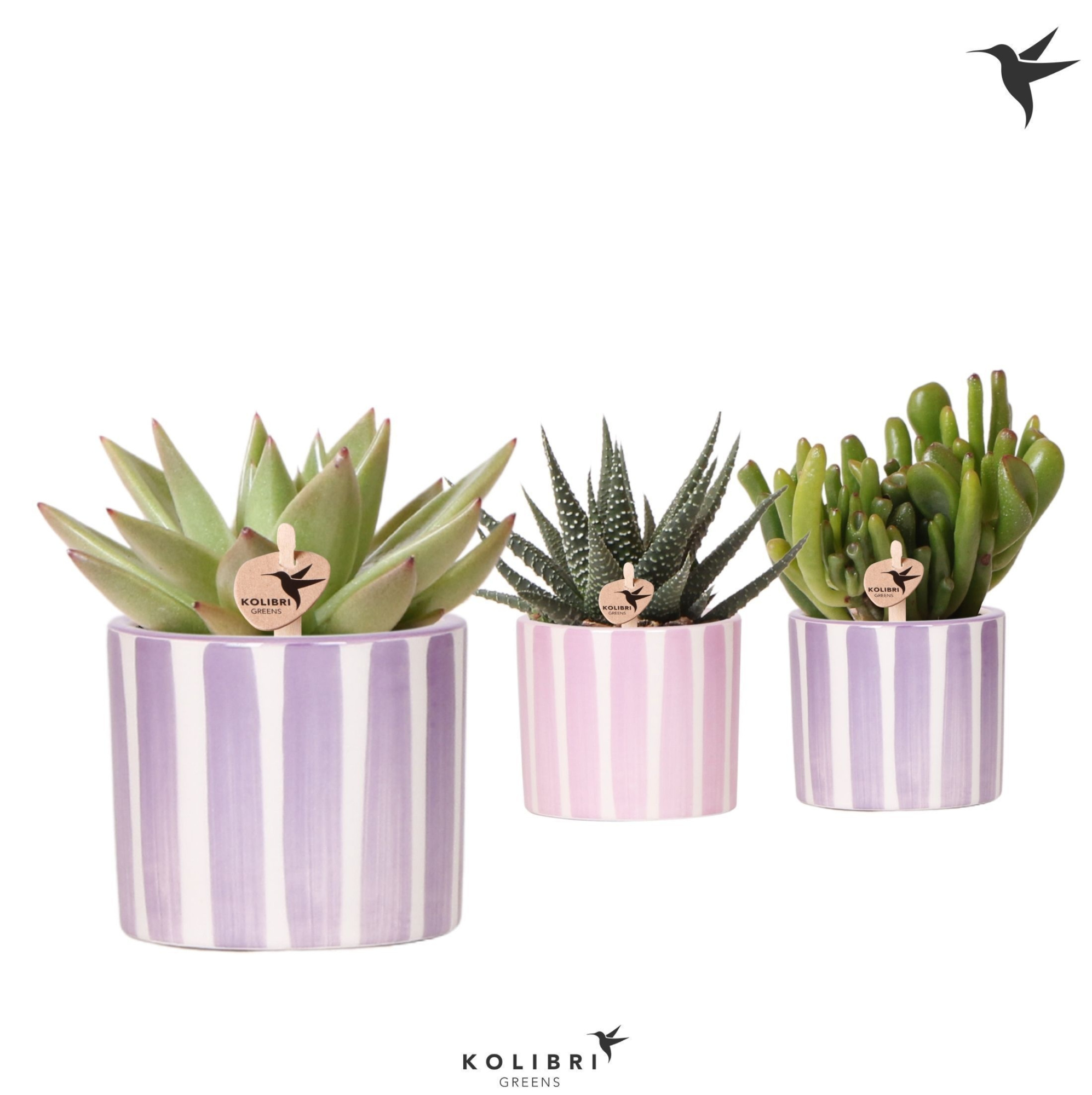 Kolibri Greens Succulenten mix in Painted Stripe pot pink mix, D 6 cm