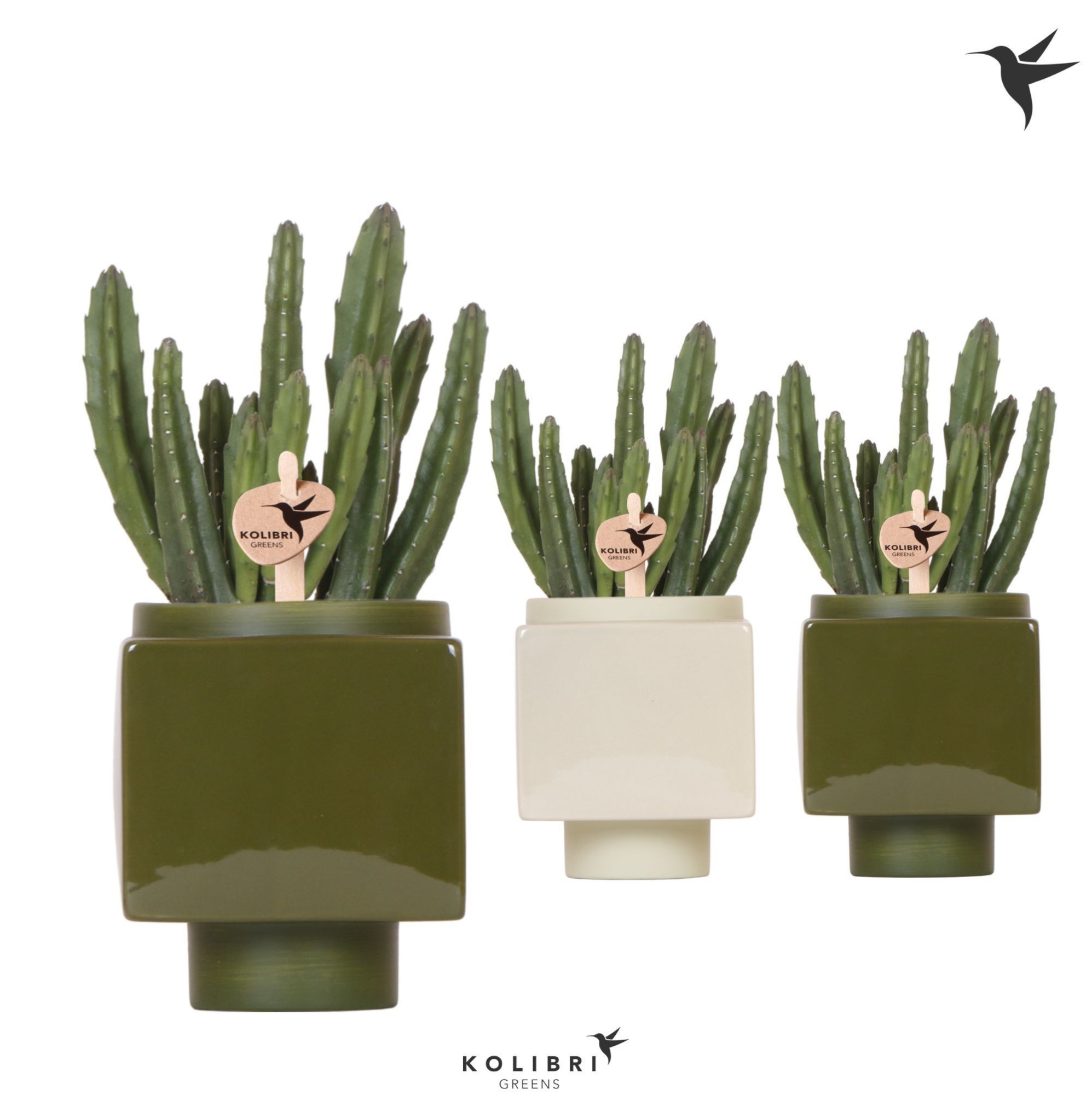 Kolibri Greens Stapelia Leendertziae in Cube pot green, D 9 cm