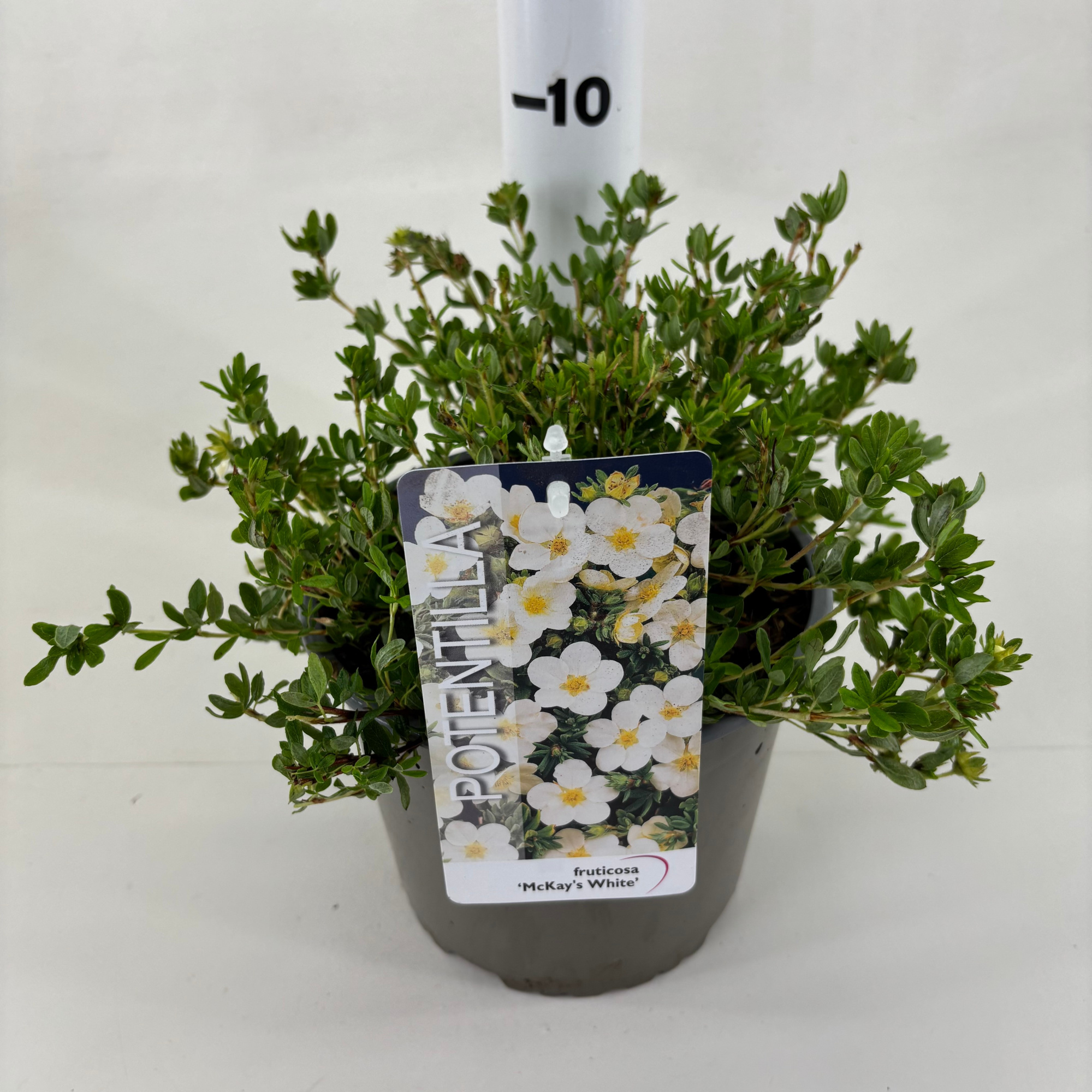 Potentilla fruticosa 'McKay's White', D 19 cm