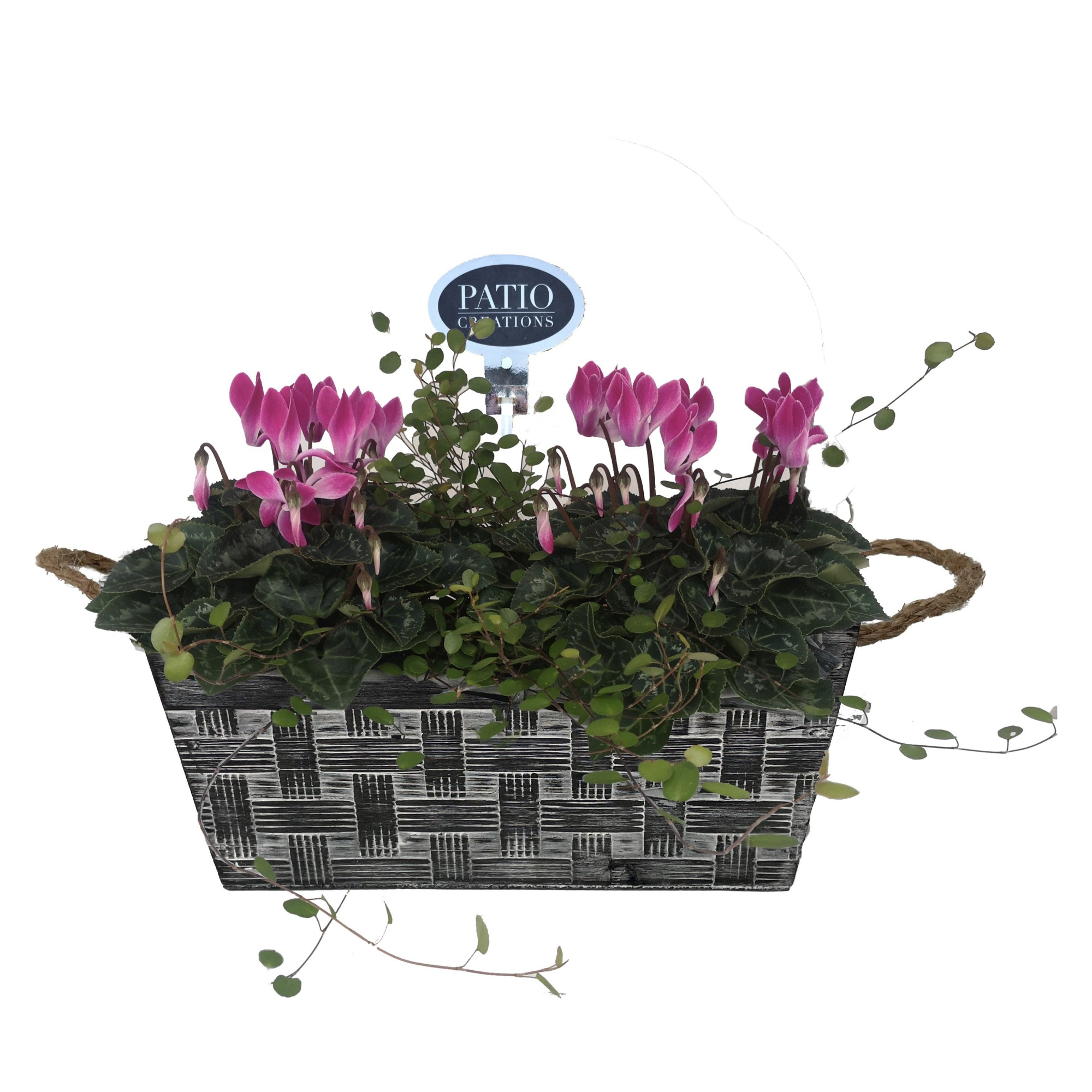 CYM833-9001 Cyclaam/Muehlenbeckia Milo S, D 18 cm