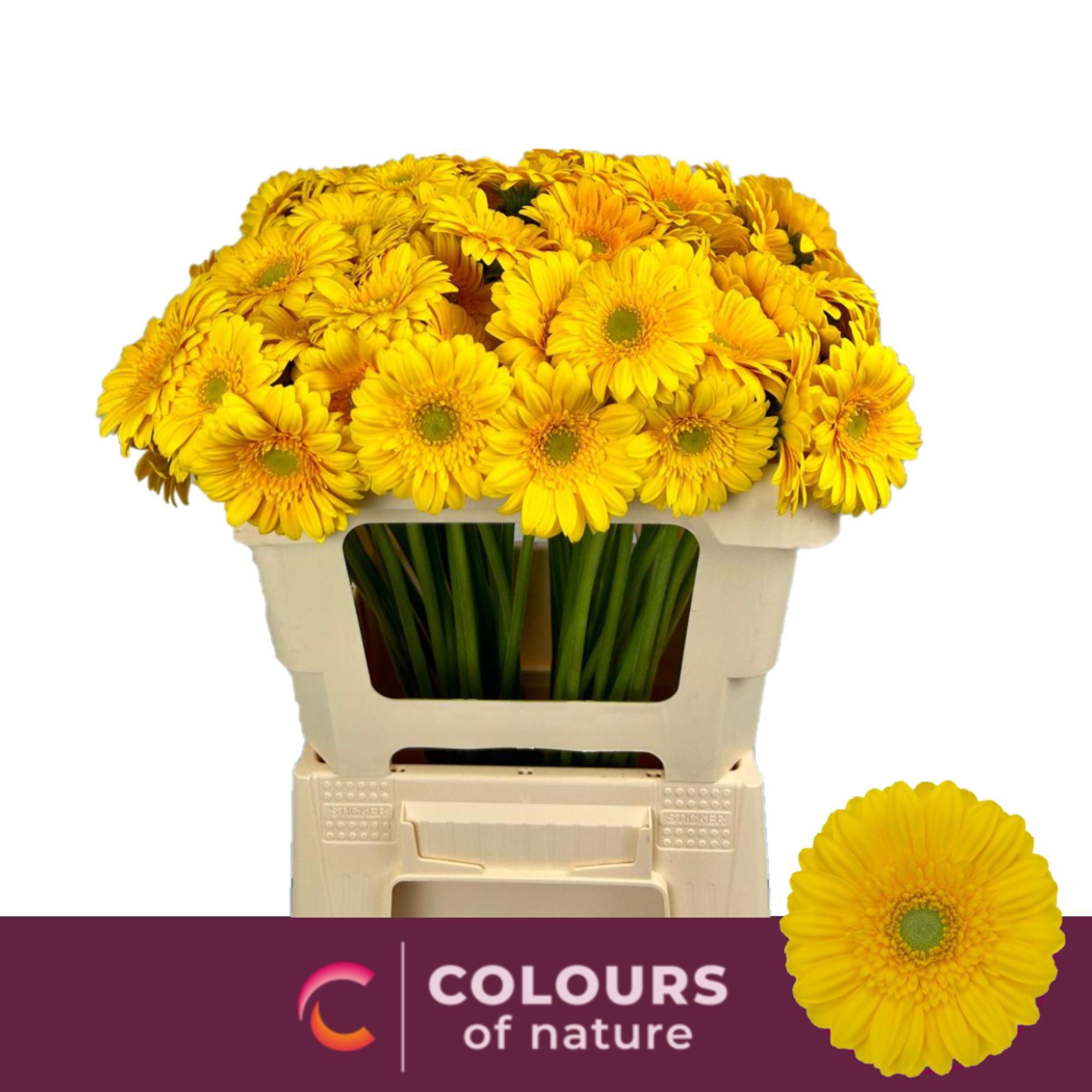 Гермини Морено, шт.