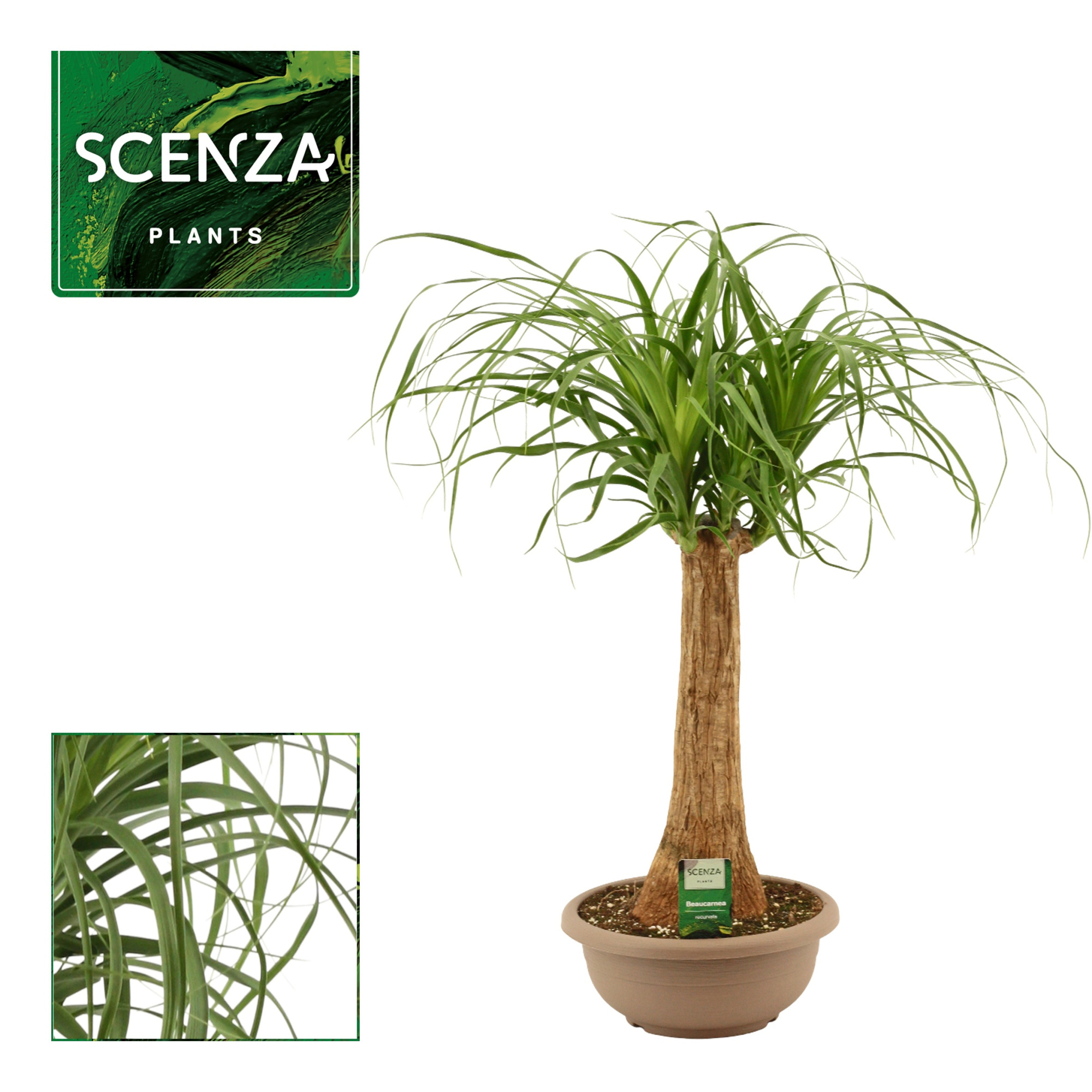 Beaucarnea recht 25 cm schaal (Scenza), D 25 cm