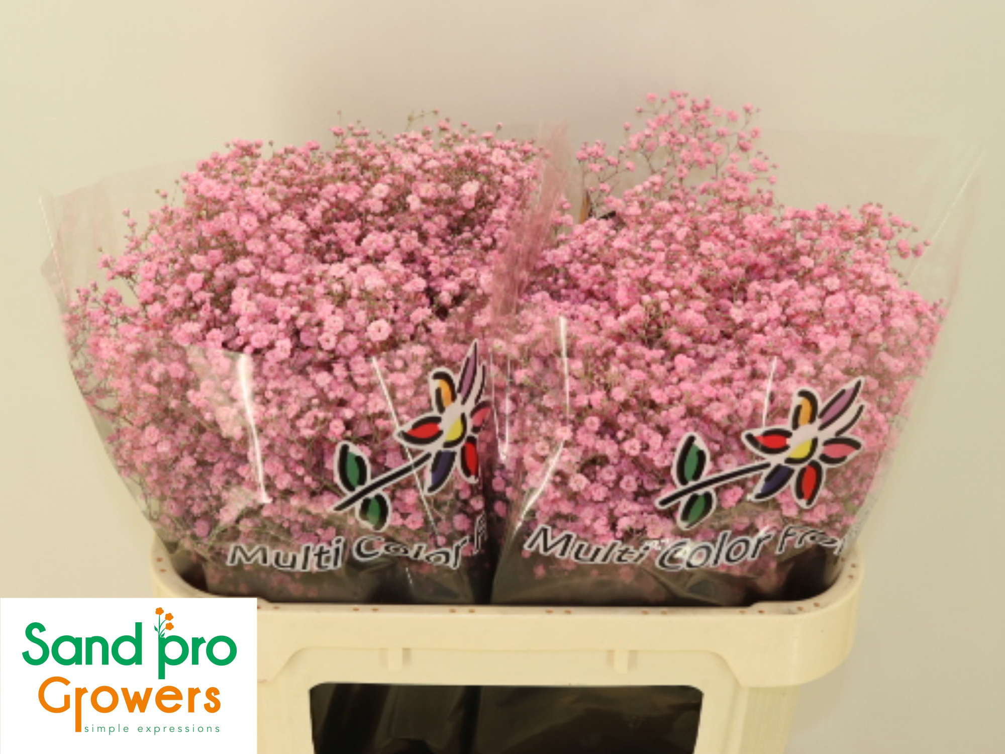 Гипсофила Овериг Крашеная (краш. ) 70, шт.