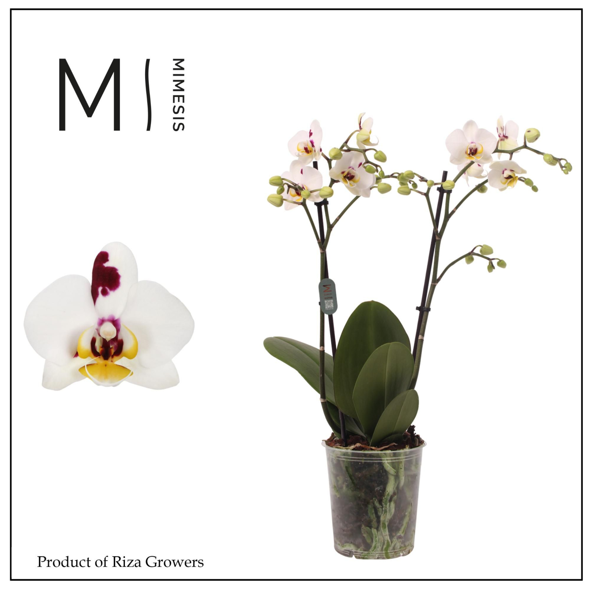 Phalaenopsis Coco 4 2 spike - 12cm | Mimesis, D 12 cm