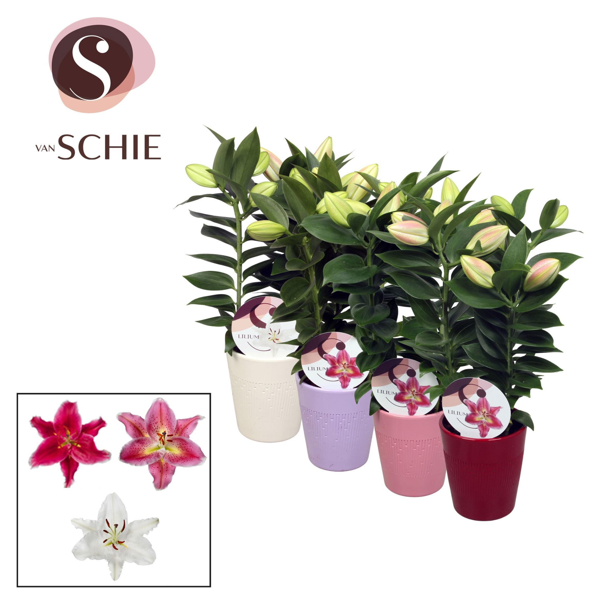 Oriental 13cm keramiek LINO, D 13