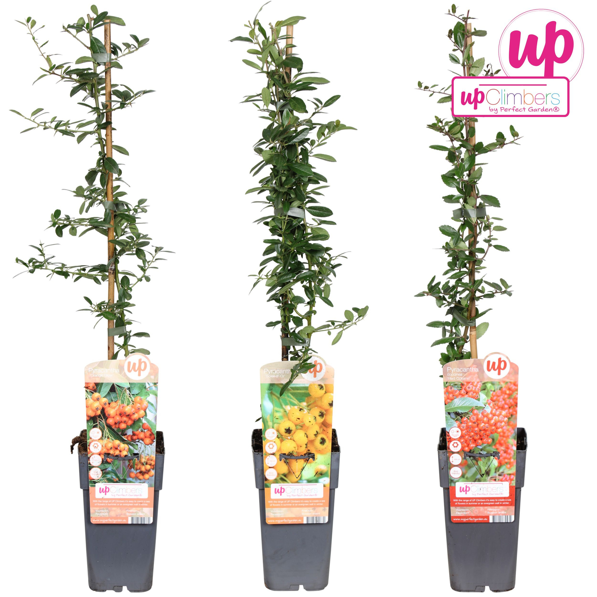 Pyracantha mix tray P15, D 15 cm